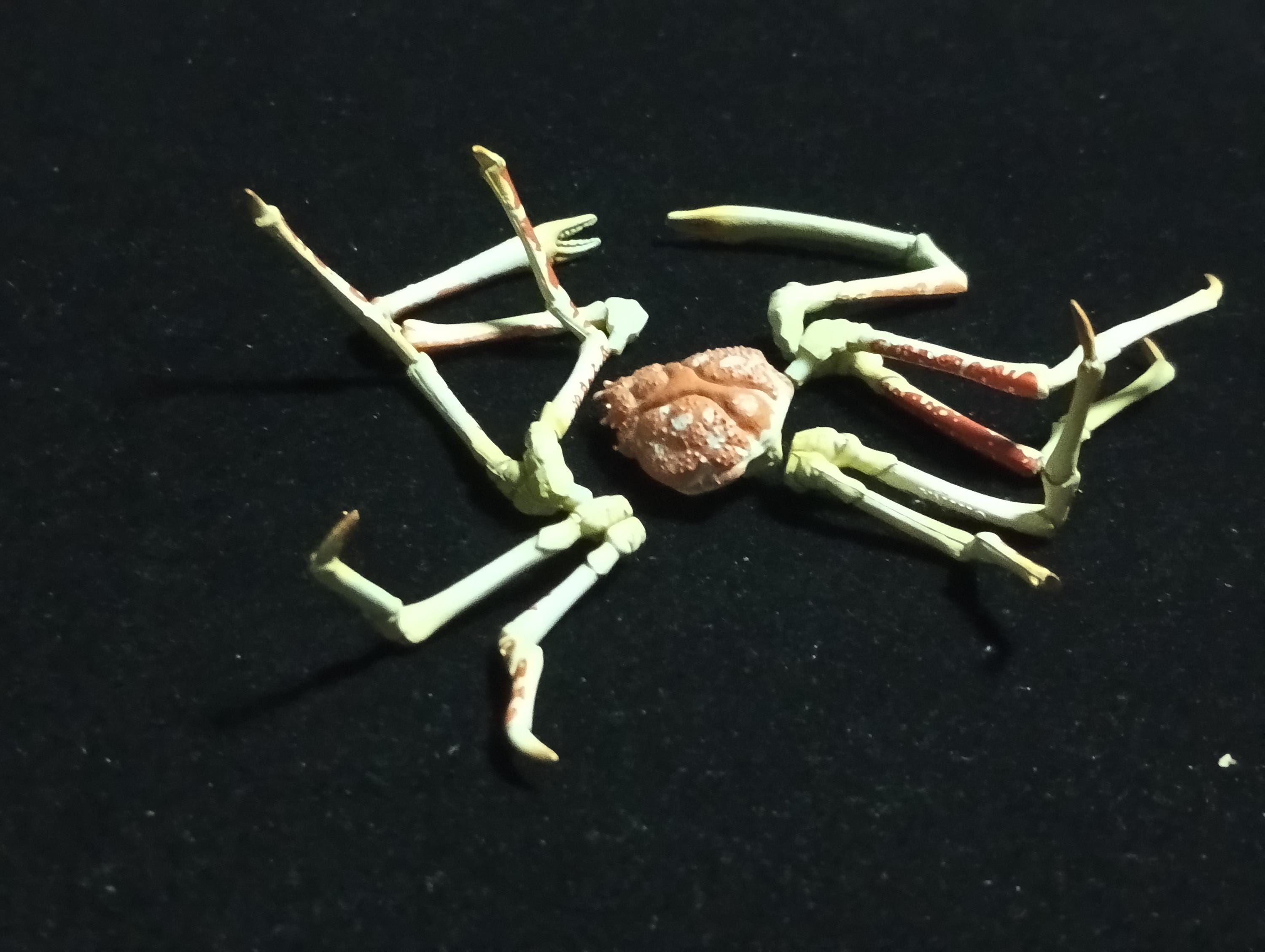 Yujin Takara Kaiyodo Retired Japan Exclusive Spider crab, Macrocheira kaempferi Figure