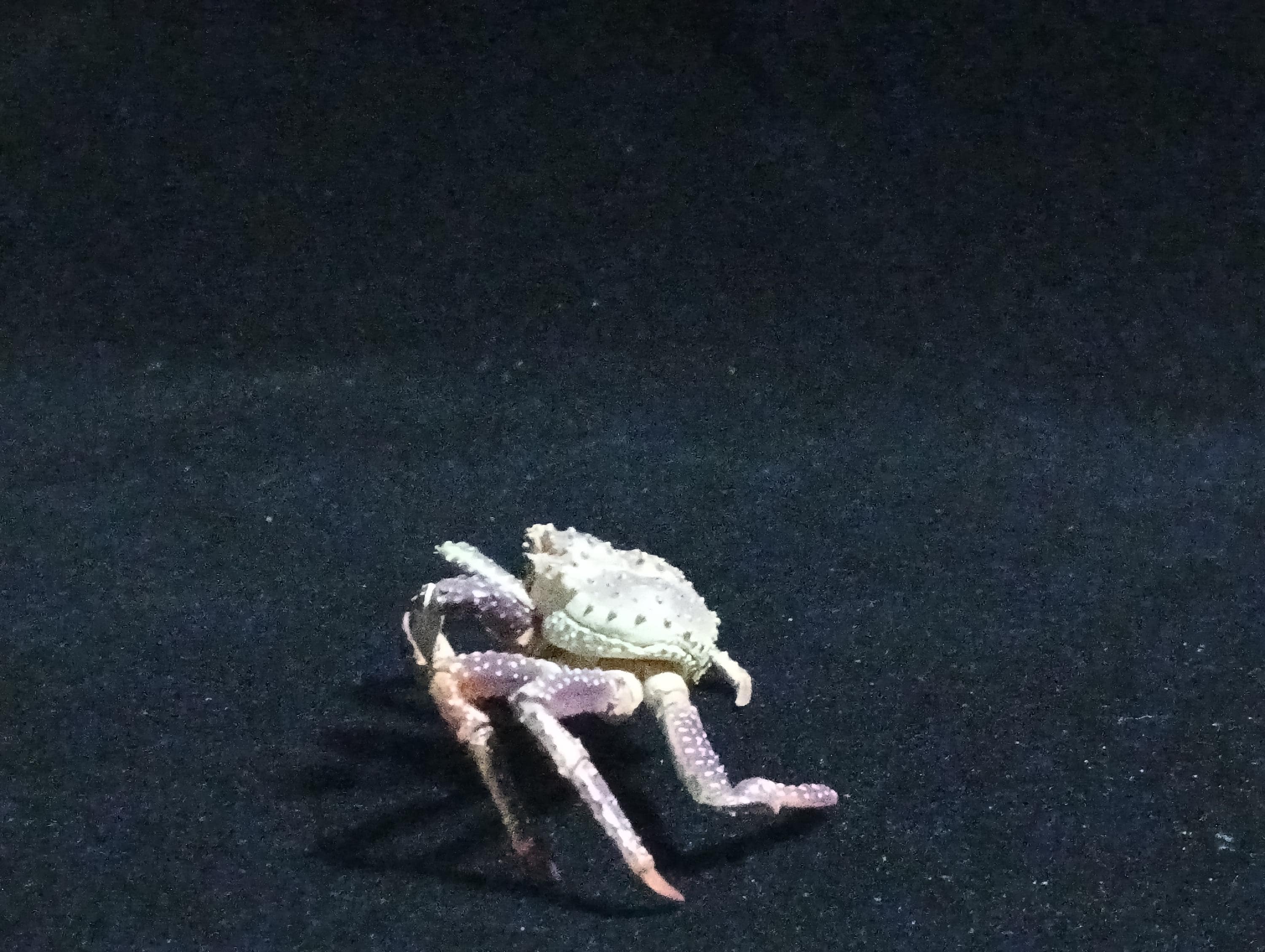 Yujin Takara Kaiyodo Retired Japan Exclusive Alaska king crab, Paralithodes camtschaticus Figure