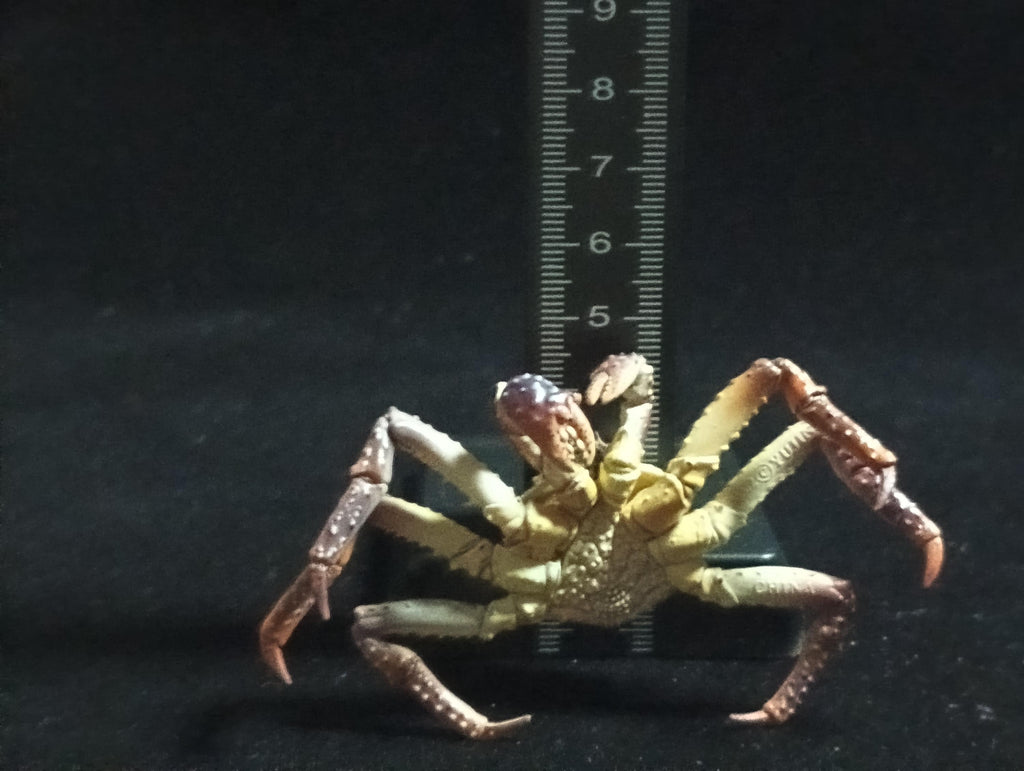 Yujin Takara Kaiyodo Retired Japan Exclusive Alaska king crab, Paralithodes camtschaticus Figure