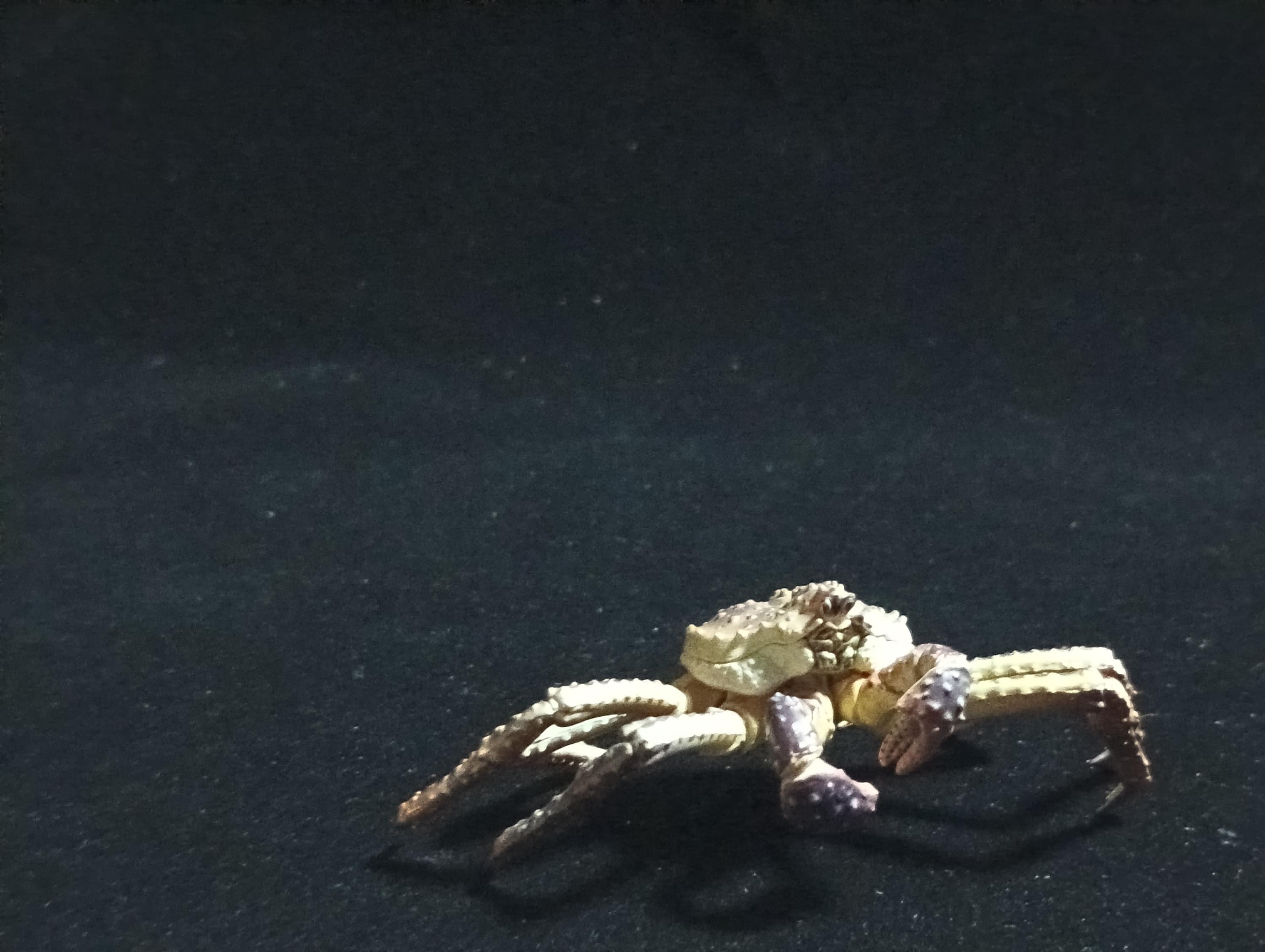 Yujin Takara Kaiyodo Retired Japan Exclusive Alaska king crab, Paralithodes camtschaticus Figure