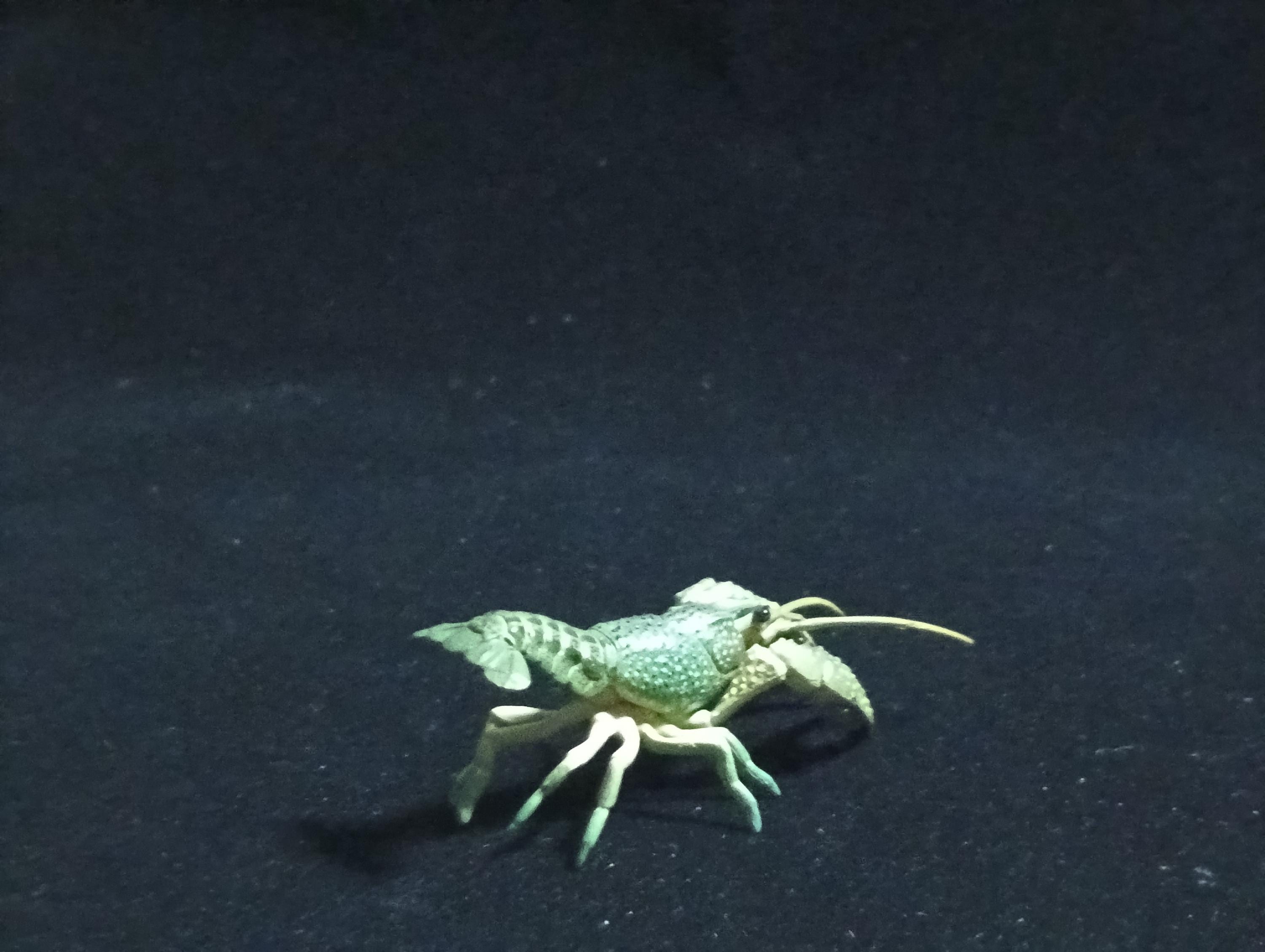 Yujin Takara Kaiyodo Retired Japan Exclusive Blue Swamp Crayfish, Procambarus clarkii Figure