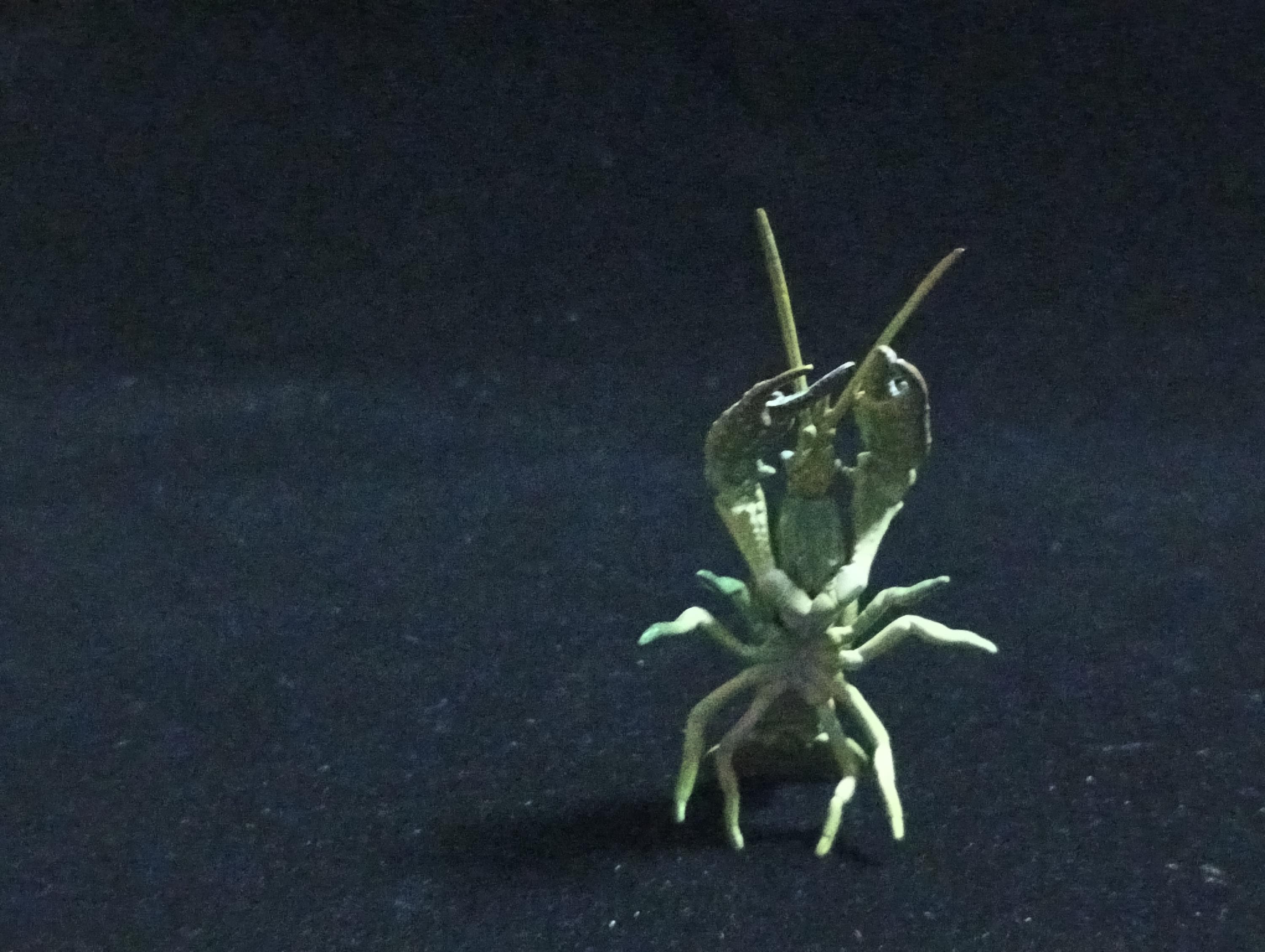 Yujin Takara Kaiyodo Retired Japan Exclusive Blue Swamp Crayfish, Procambarus clarkii Figure