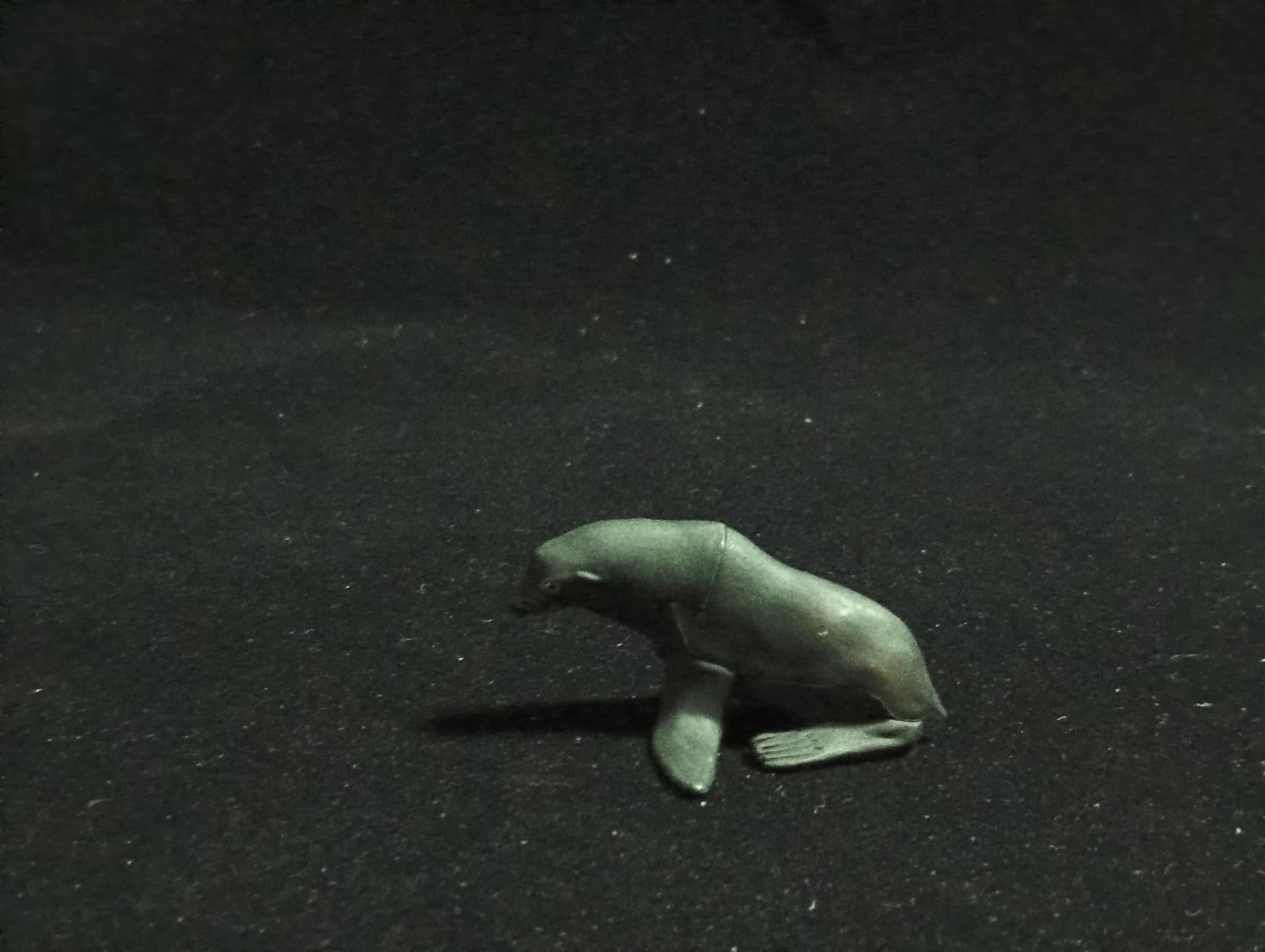 Kaiyodo ChocoQ Animatales Series 6 Sea Lion