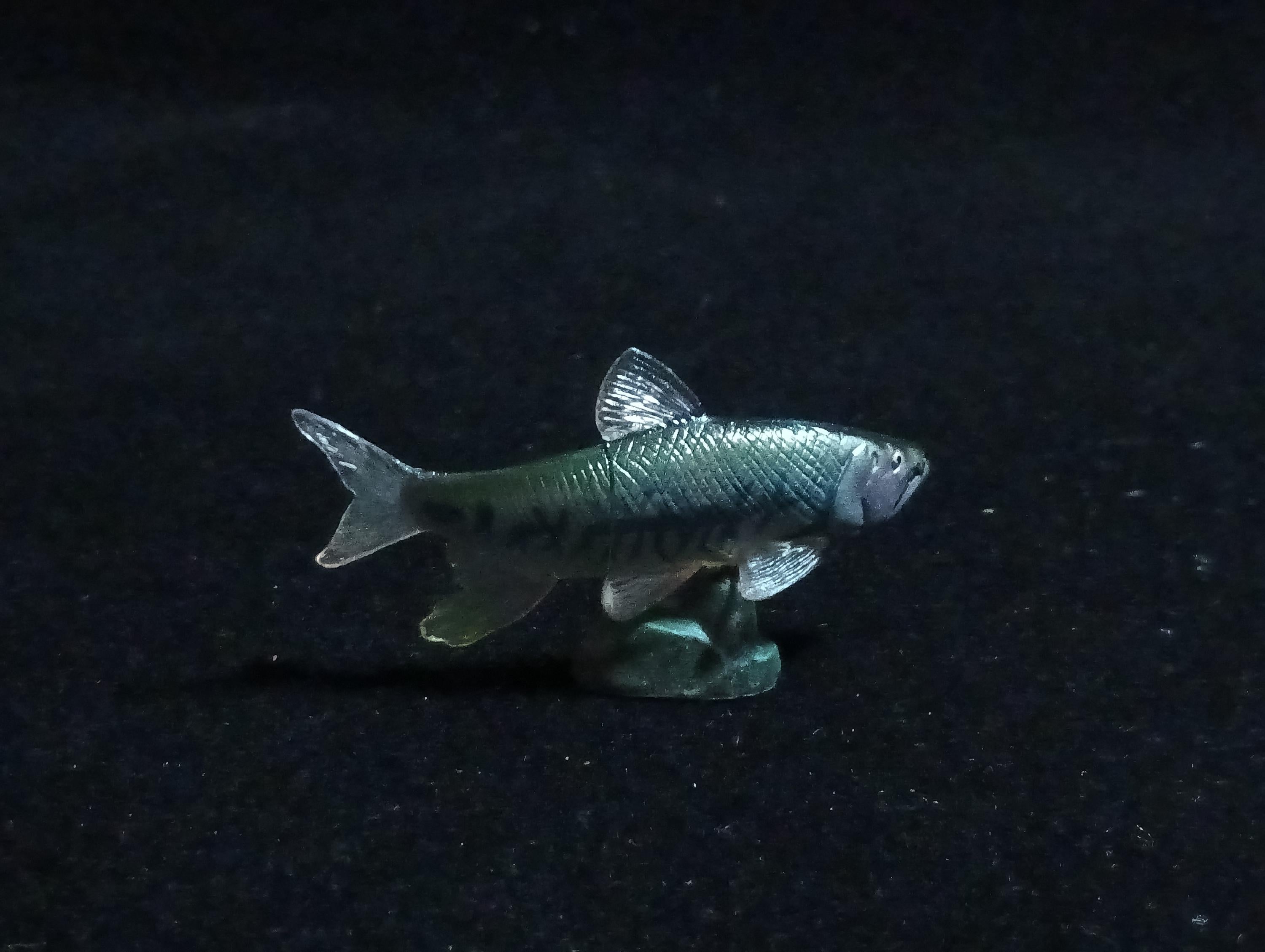 Kaiyodo ChocoQ Animatales Series 6 Triplelip Fish
