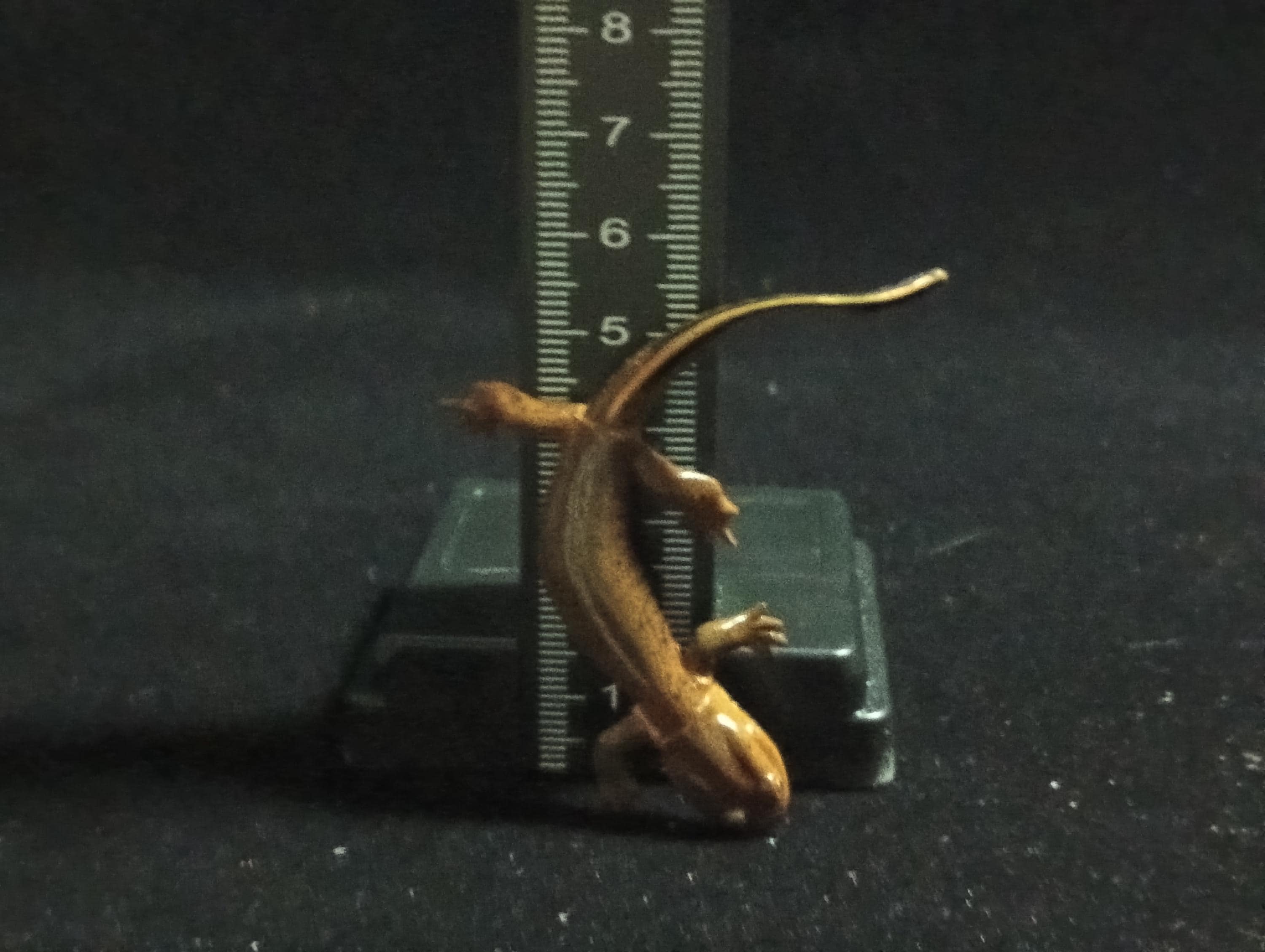 Kaiyodo ChocoQ Animatales Series 6 Japanese clouded salamander