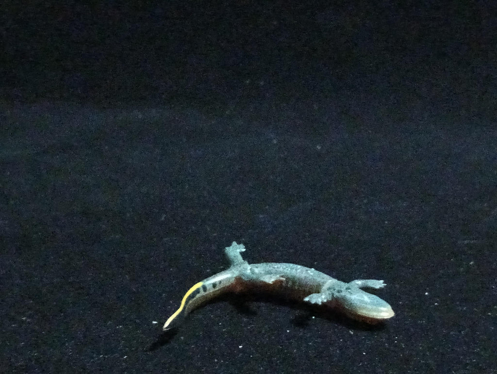 Kaiyodo ChocoQ Animatales Series 6 Japanese clouded salamander