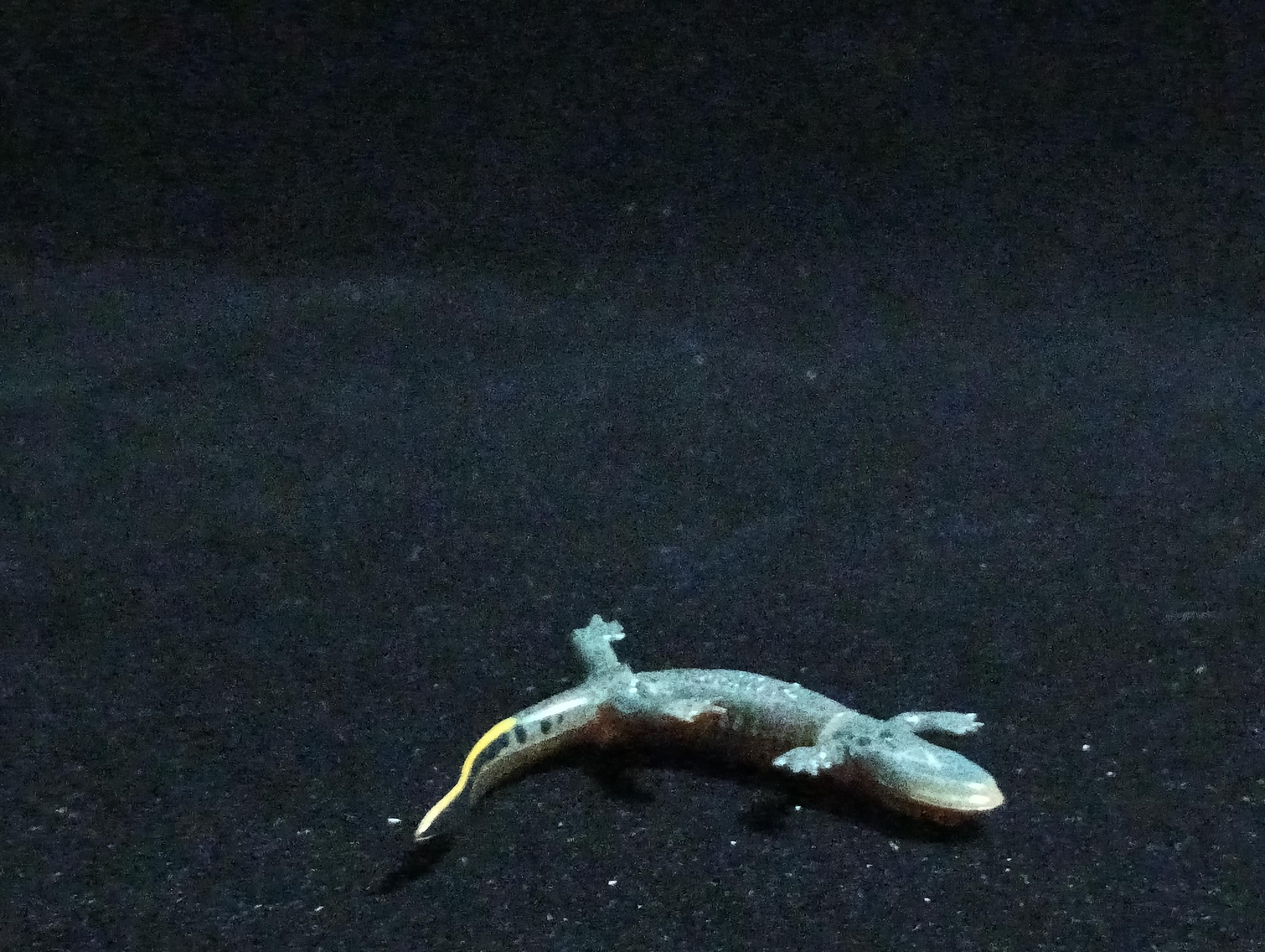 Kaiyodo ChocoQ Animatales Series 6 Japanese clouded salamander