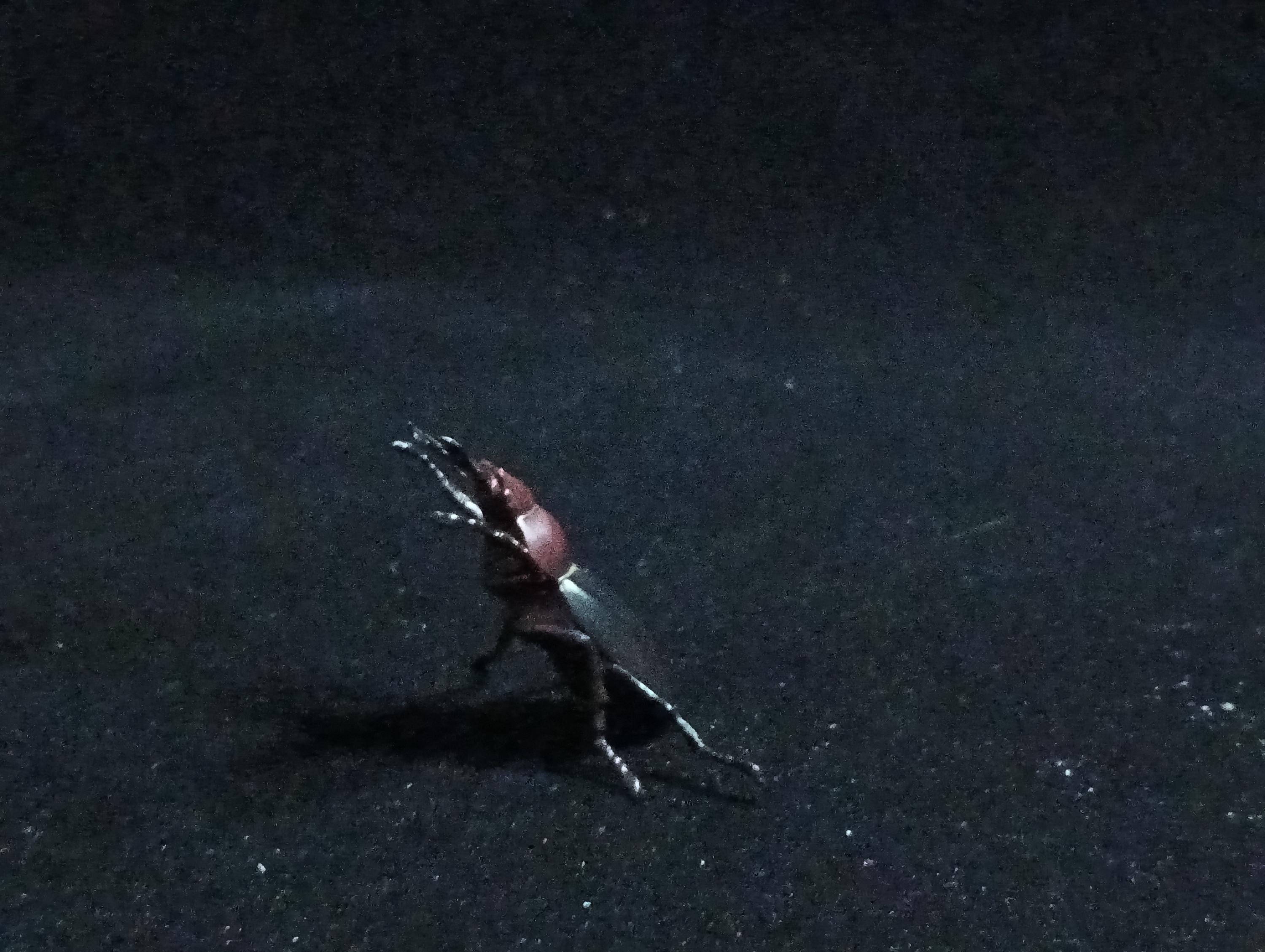 Kaiyodo ChocoQ Animatales Series 6 Lucanus gamunus stag beetle
