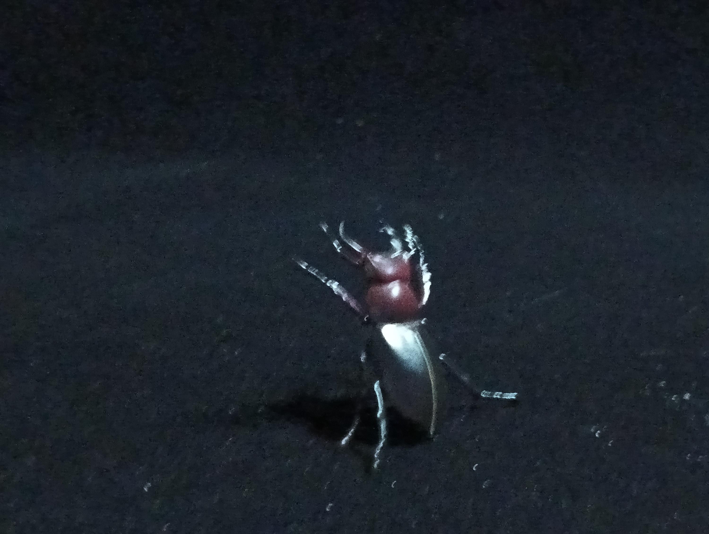 Kaiyodo ChocoQ Animatales Series 6 Lucanus gamunus stag beetle