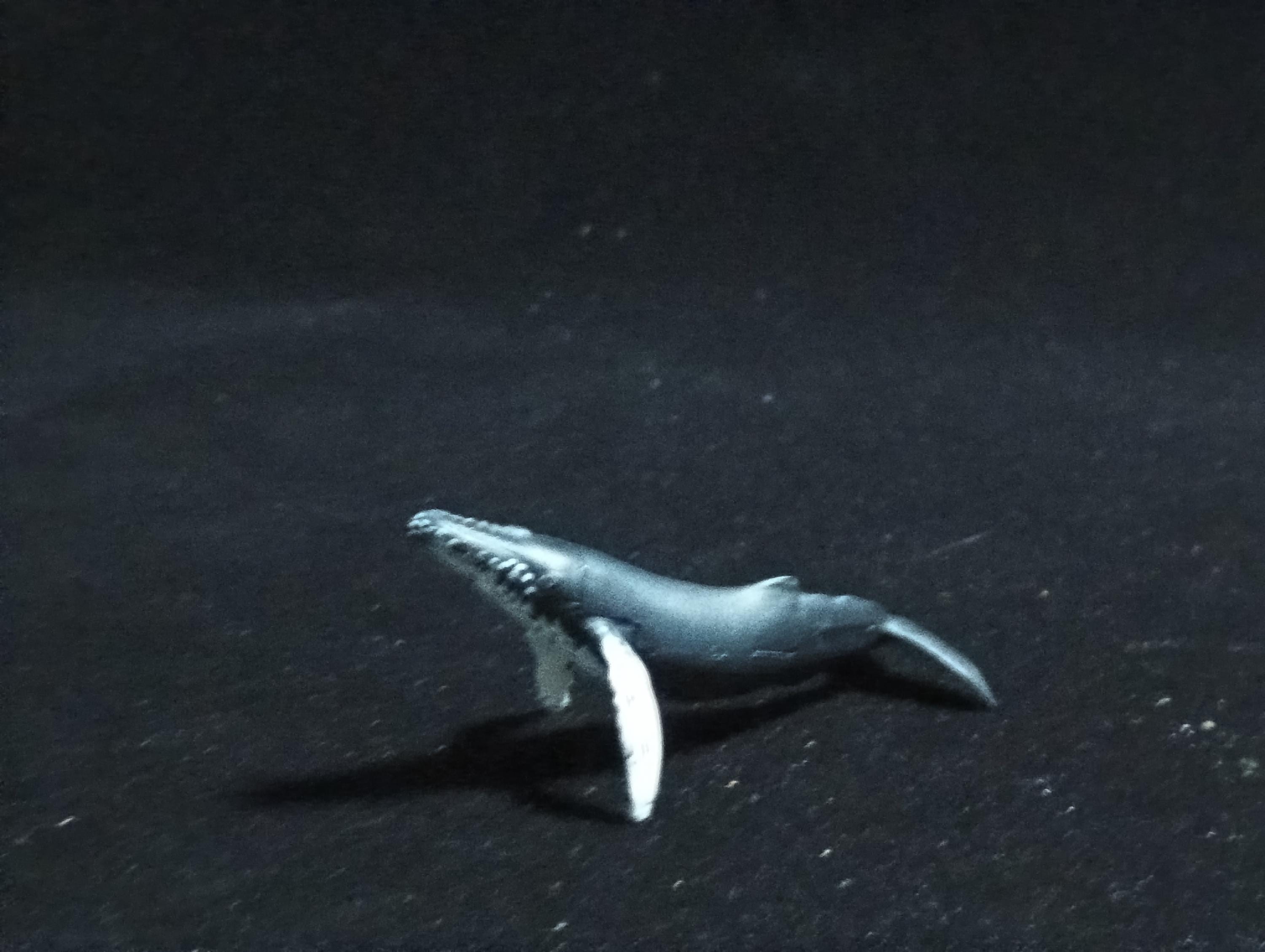 Kaiyodo ChocoQ Animatales Series 6 HUMPBACK WHALE