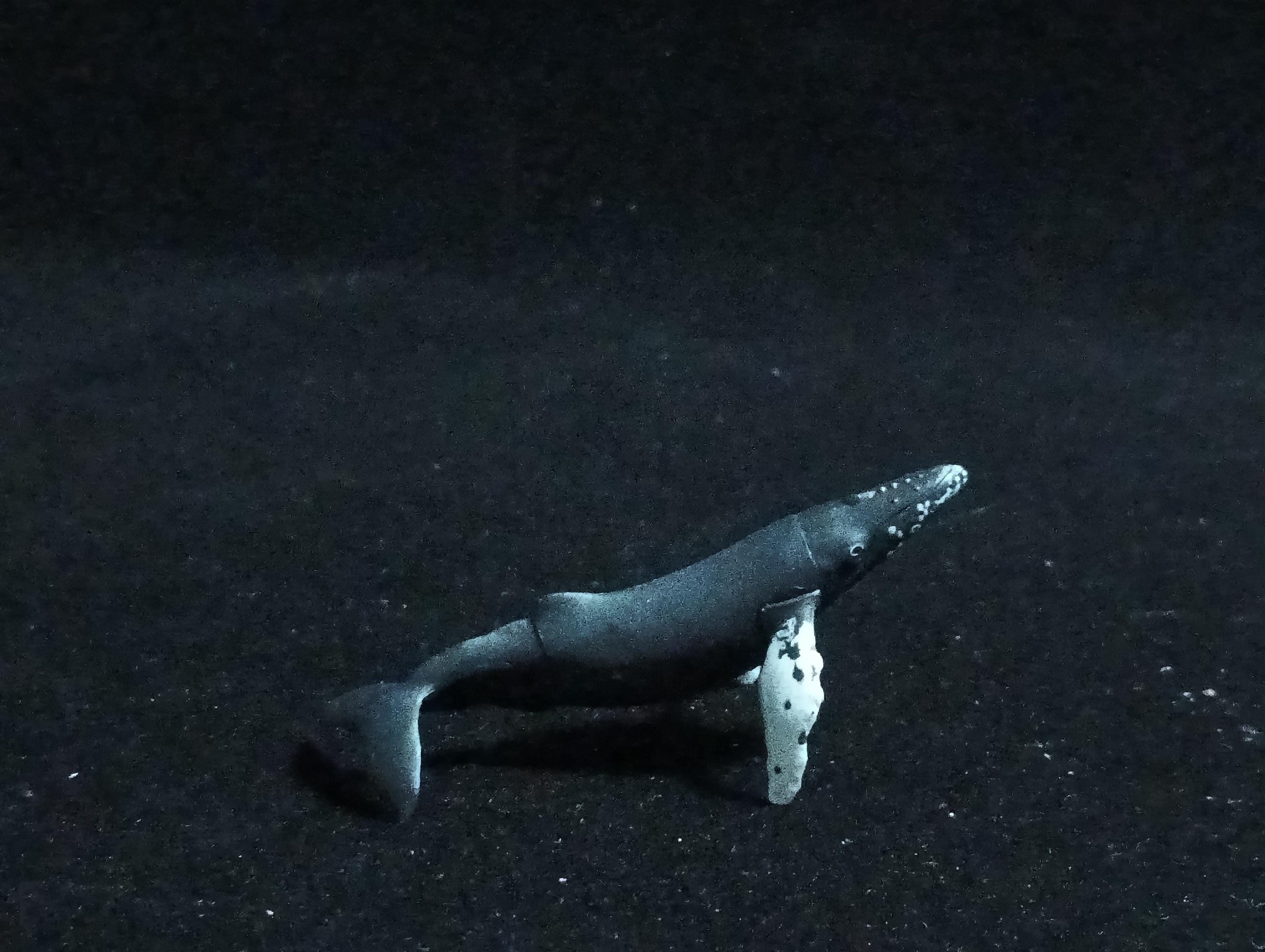Kaiyodo ChocoQ Animatales Series 6 HUMPBACK WHALE