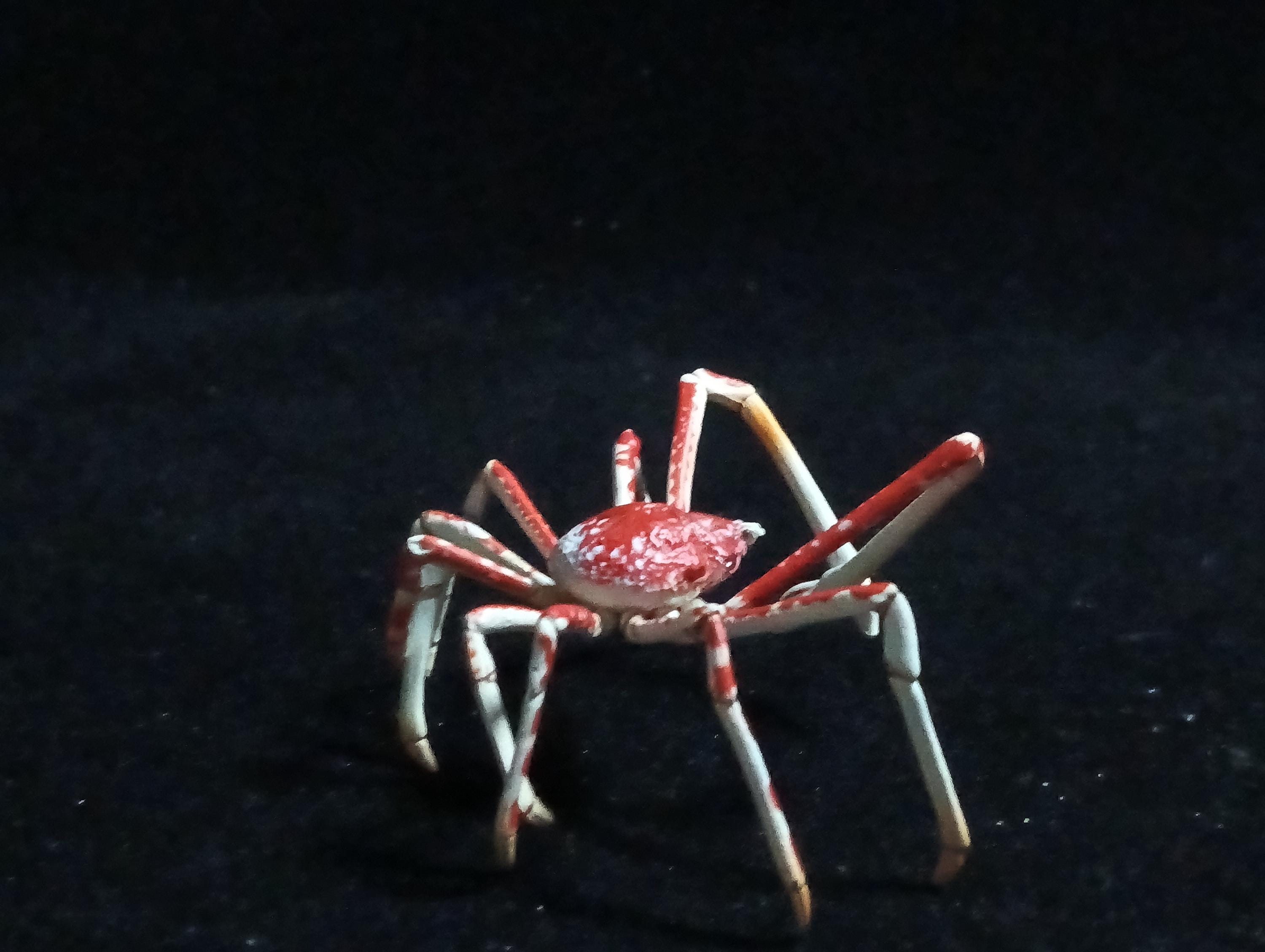 Kaiyodo ChocoQ Animatales Series 6 Japanese Spider Crab