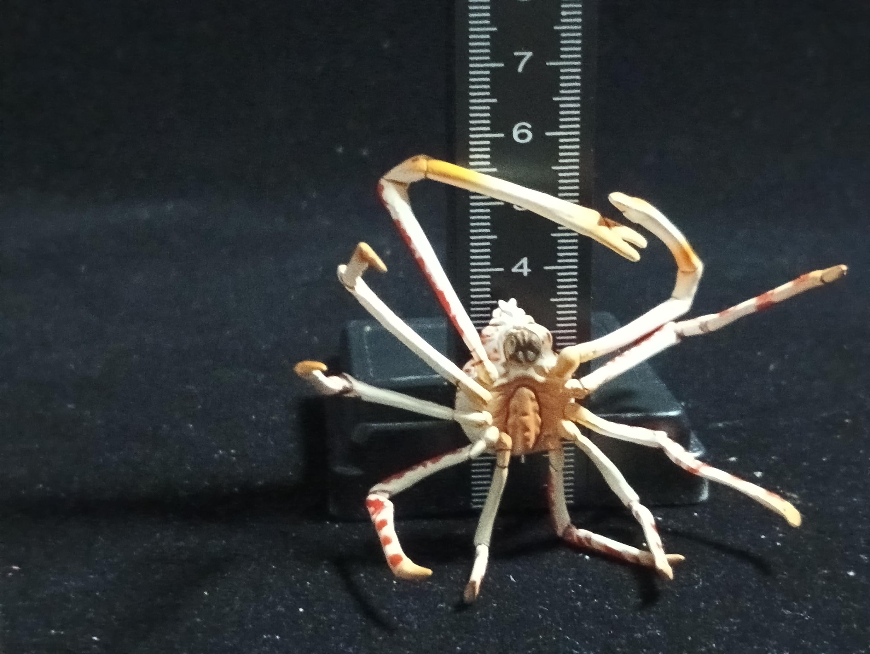 Kaiyodo ChocoQ Animatales Series 6 Japanese Spider Crab