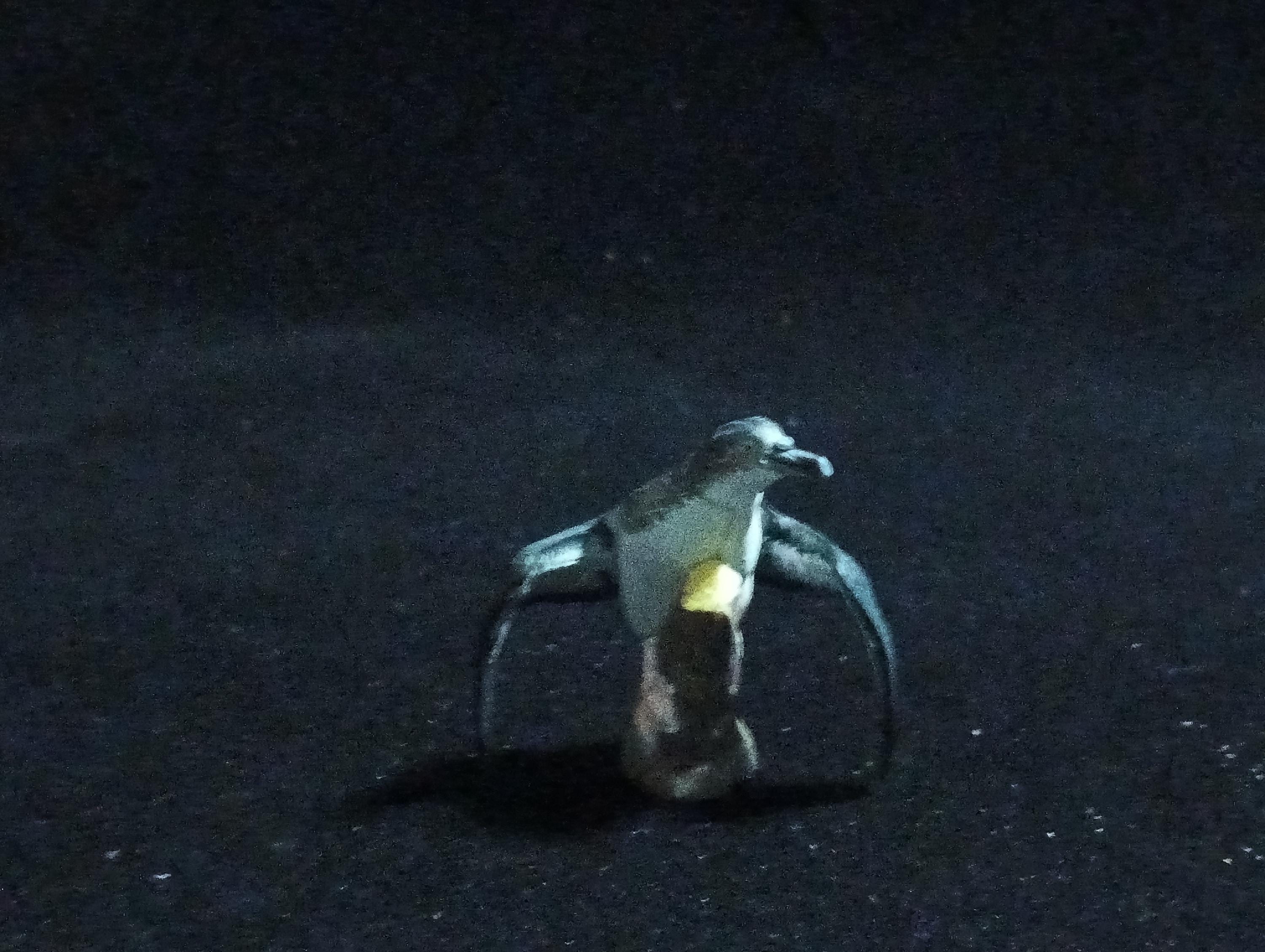 Kaiyodo ChocoQ Animatales Series 6 Japanese Streaked shearwater