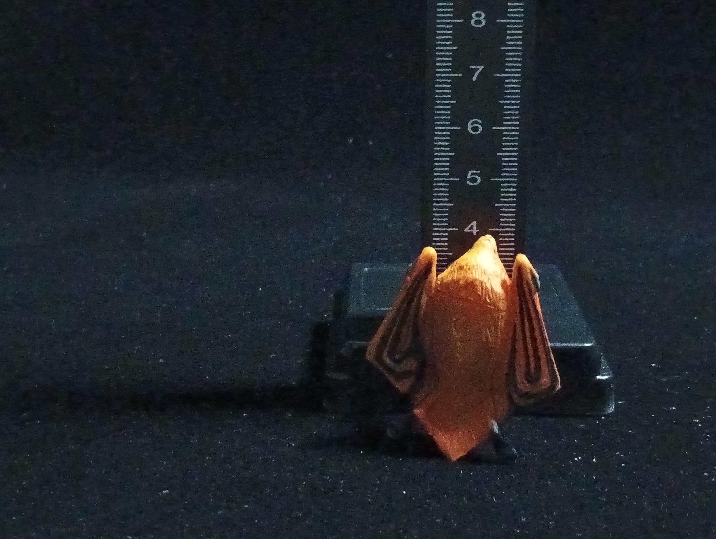 Kaiyodo ChocoQ Animatales Series 6 HODGSON'S BAT (Copper-winged Bat)