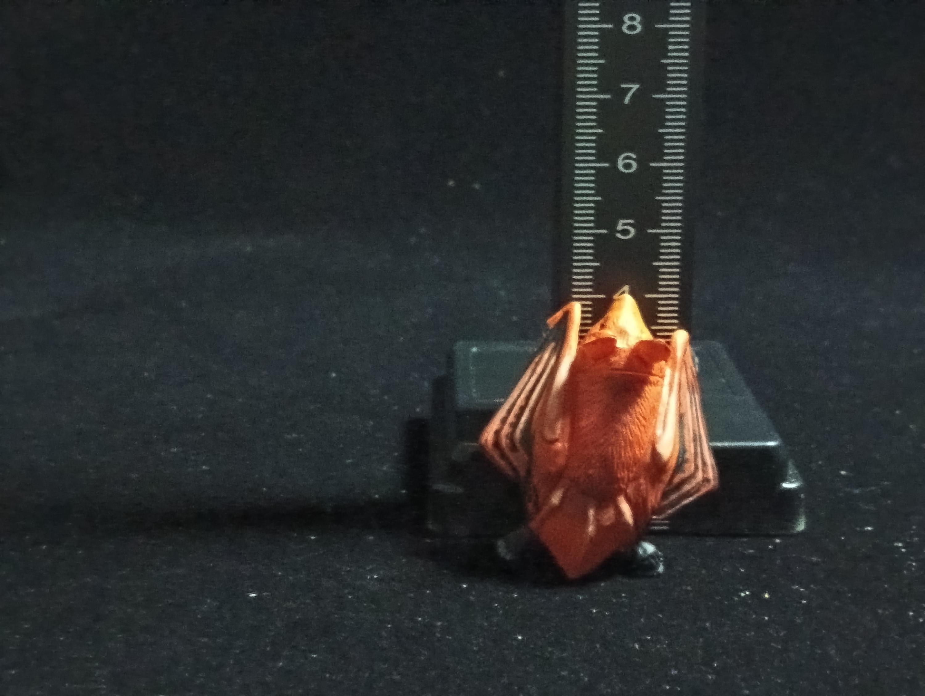 Kaiyodo ChocoQ Animatales Series 6 HODGSON'S BAT (Copper-winged Bat)