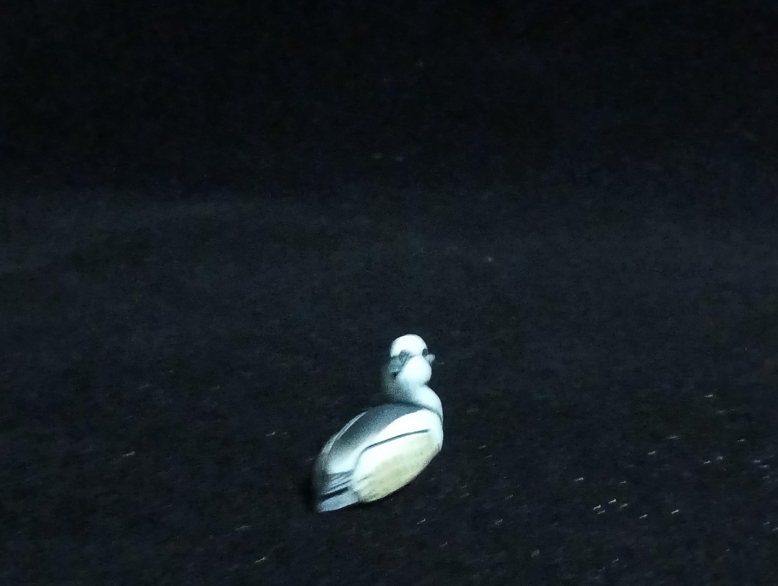 Kaiyodo ChocoQ Animatales Series 6 Smew Bird Duck