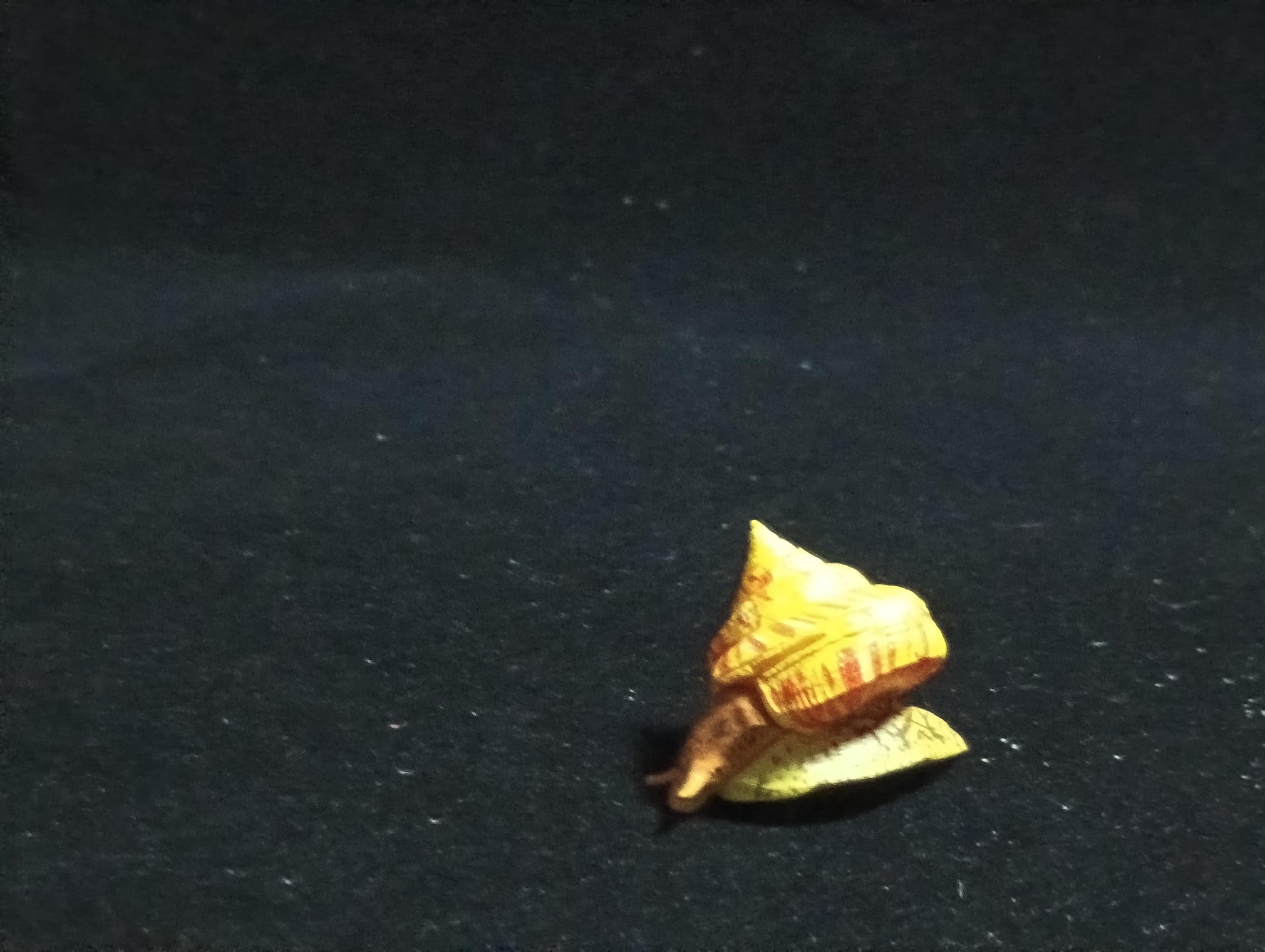 Kaiyodo ChocoQ Animatales Series 6 Okinawa shrimp shell