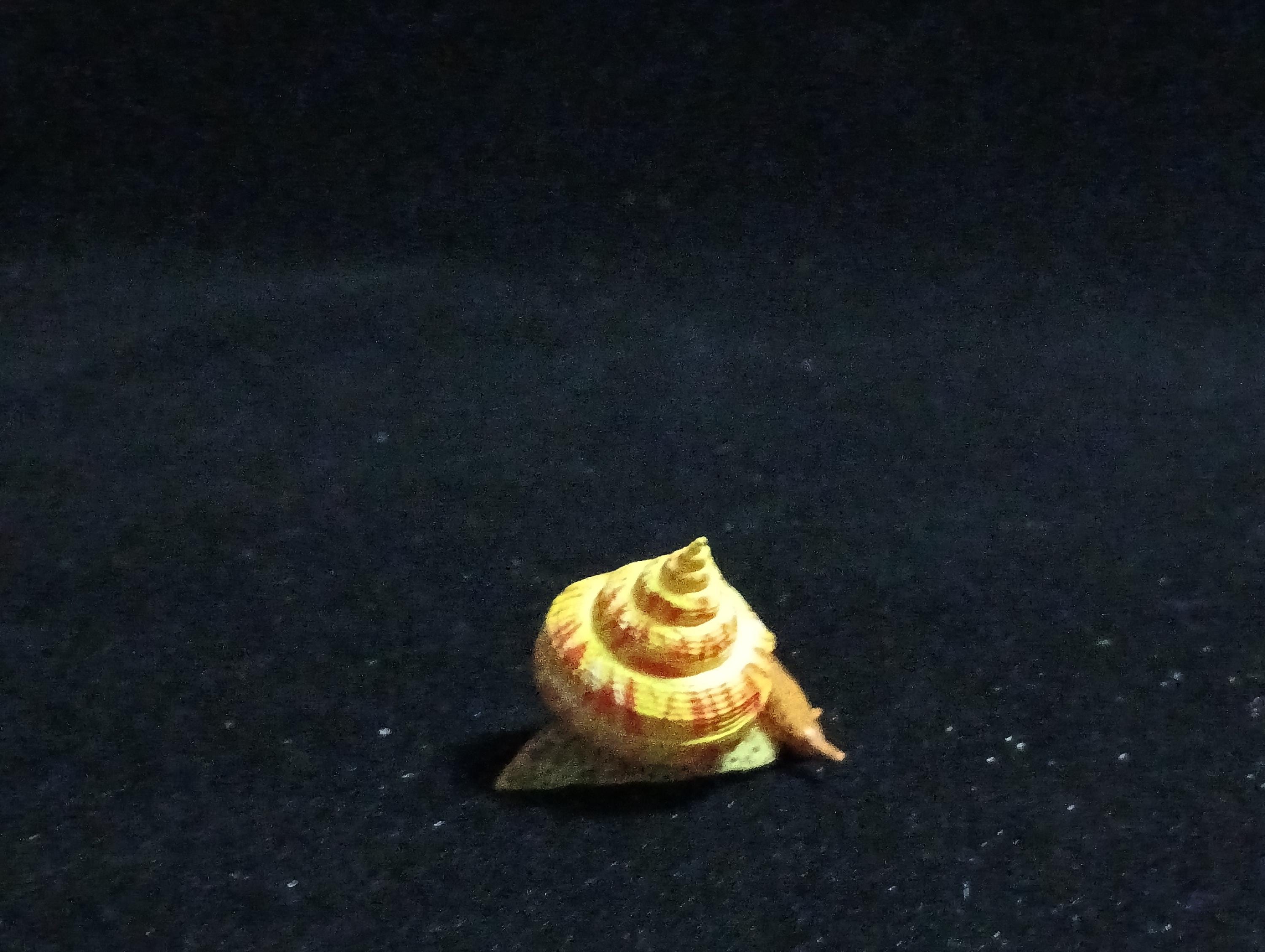 Kaiyodo ChocoQ Animatales Series 6 Okinawa shrimp shell