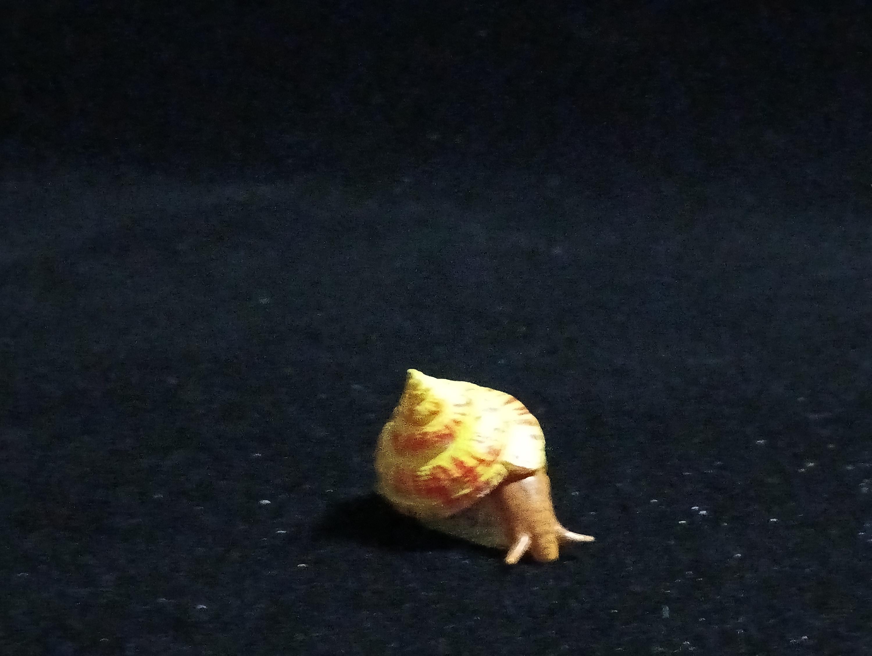 Kaiyodo ChocoQ Animatales Series 6 Okinawa shrimp shell