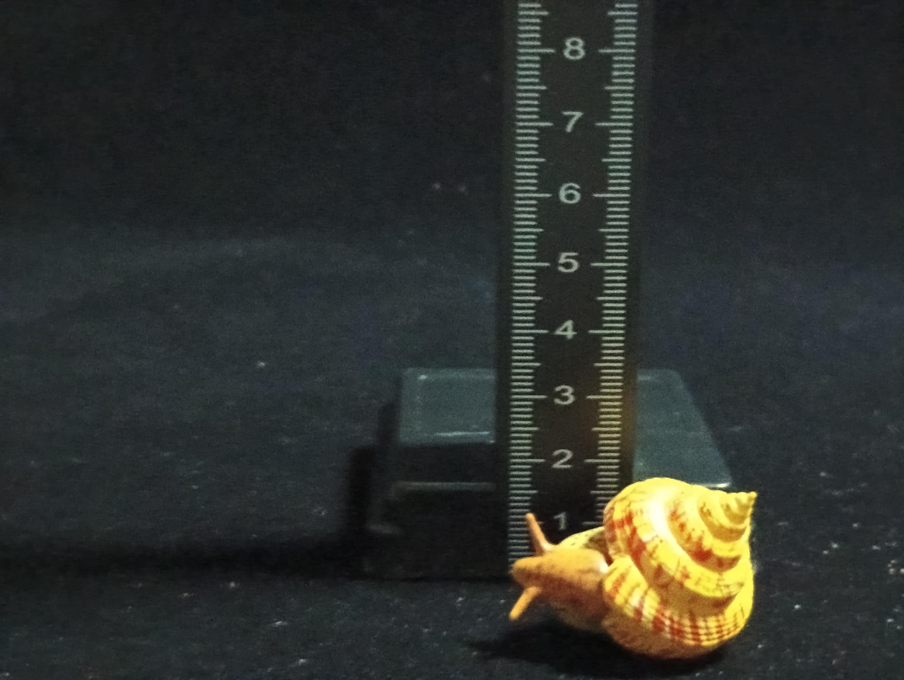 Kaiyodo ChocoQ Animatales Series 6 Okinawa shrimp shell