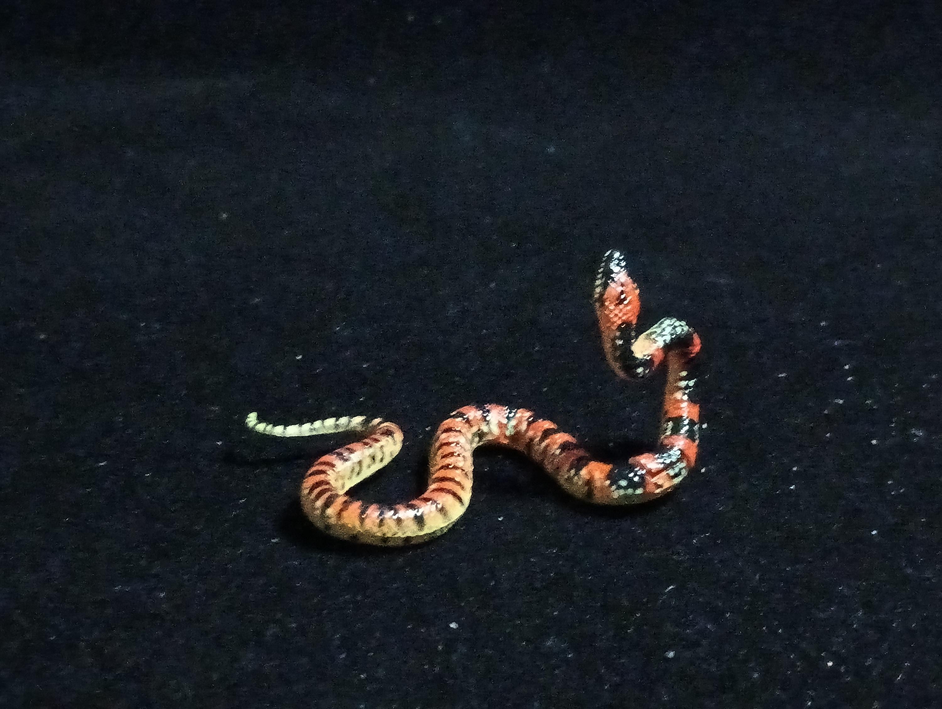 Kaiyodo ChocoQ Animatales Series 6 Loo-choo big-tooth snake (Dinodon semicarinatum)