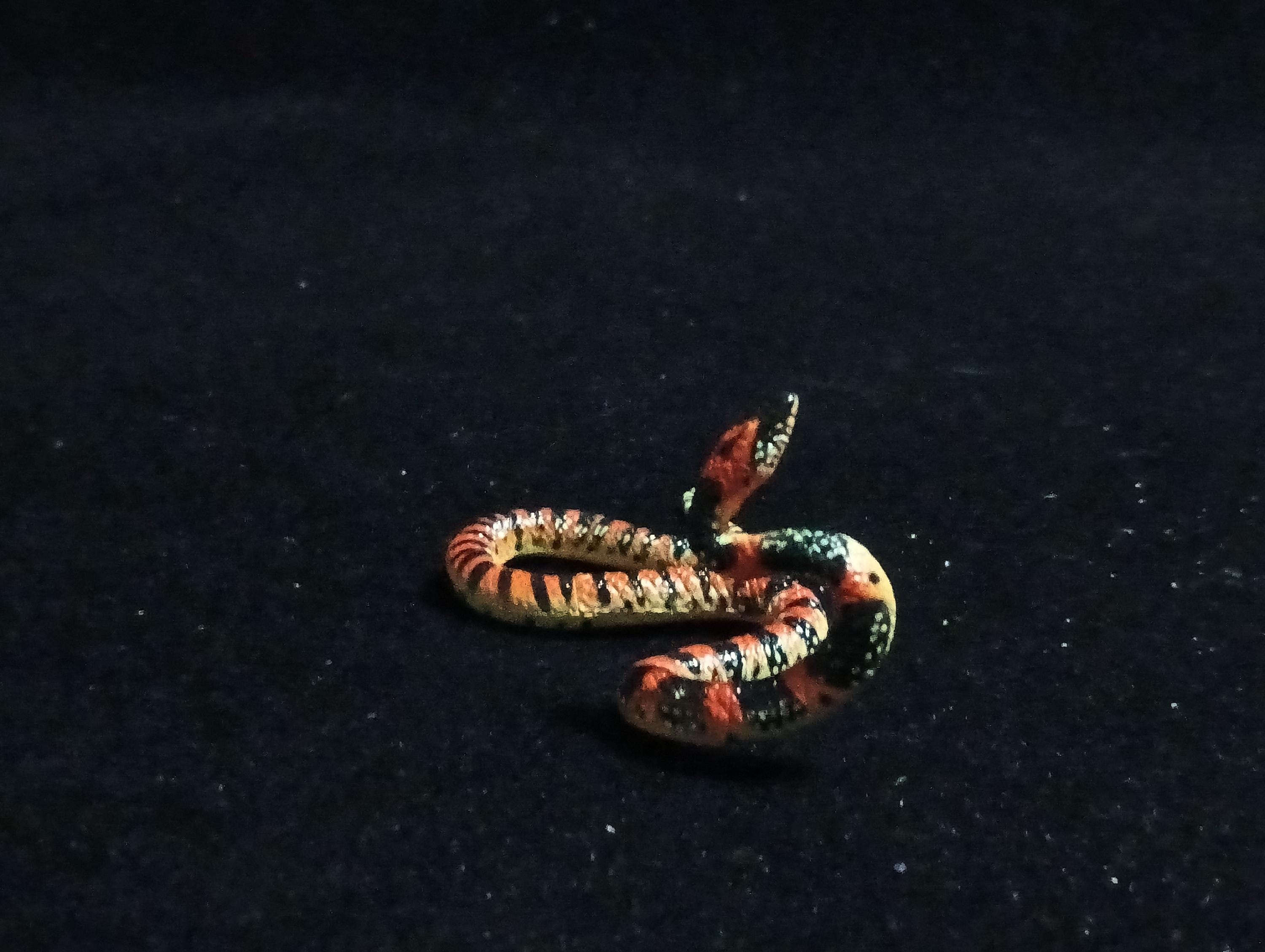 Kaiyodo ChocoQ Animatales Series 6 Loo-choo big-tooth snake (Dinodon semicarinatum)