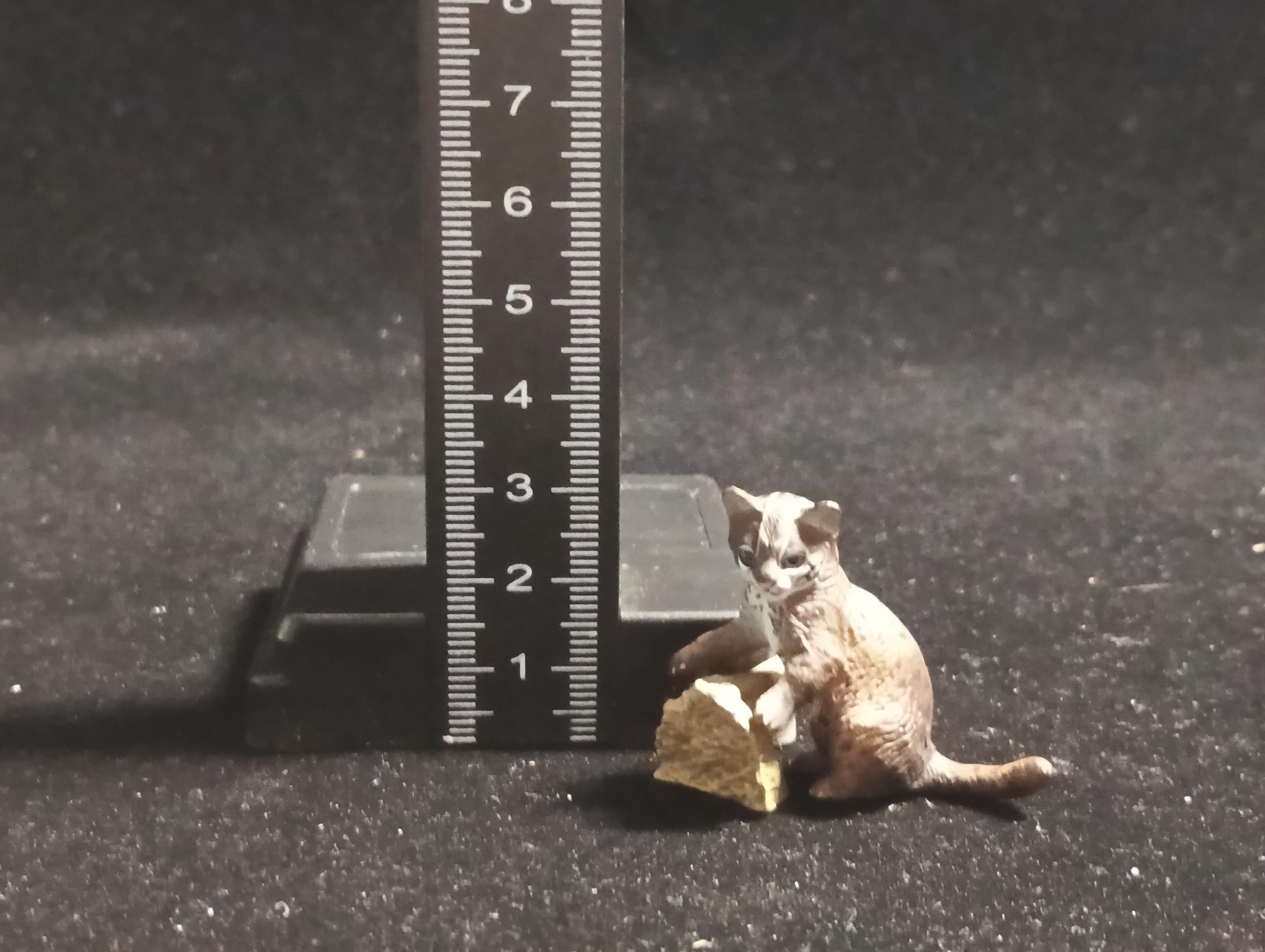 Kaiyodo ChocoQ Animatales Series 8 Baby Iriomote wildcat Cat (B)