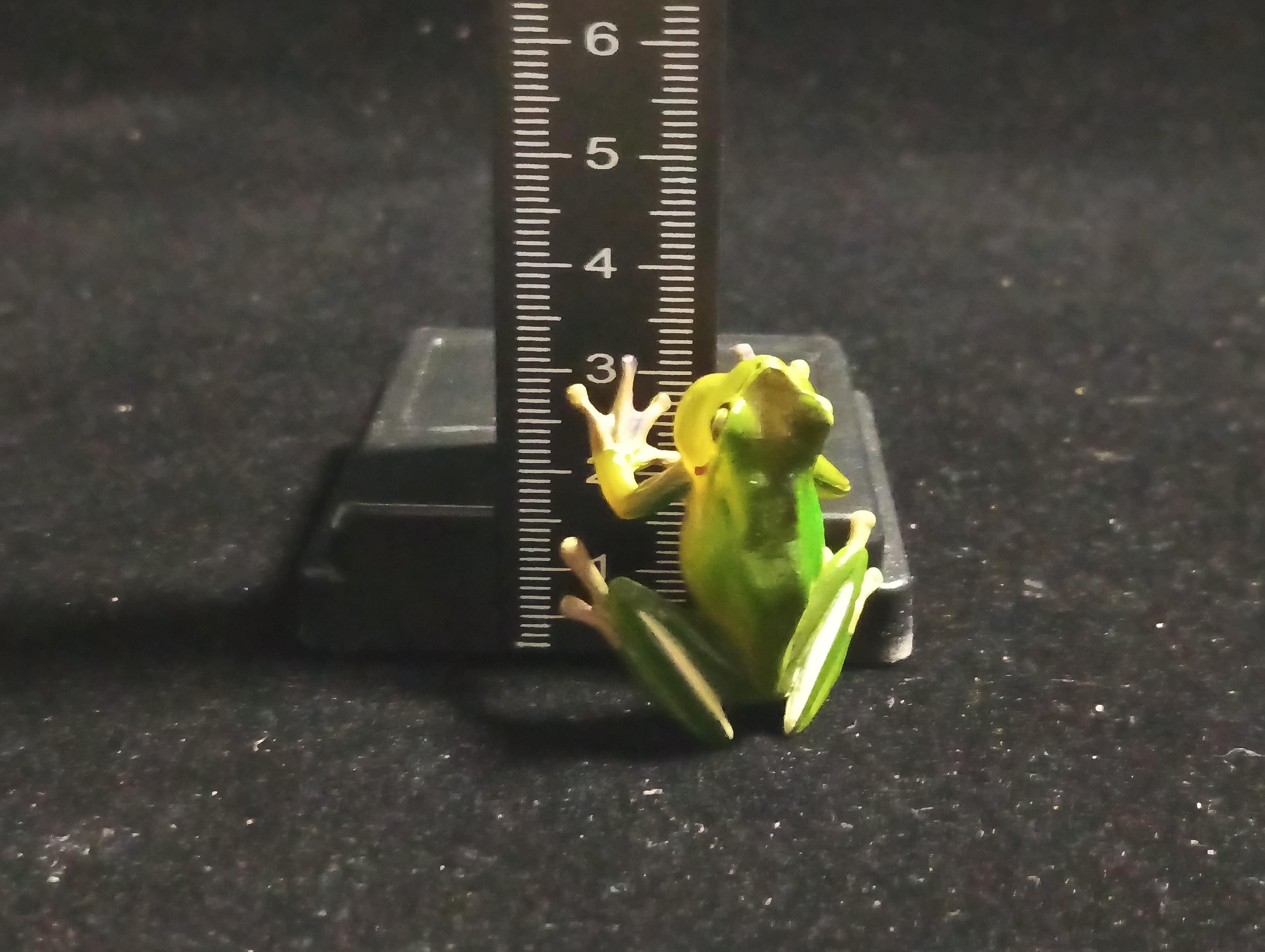Kaiyodo Animatales Choco Q Special Edition Series Hallowell's Green Tree frog