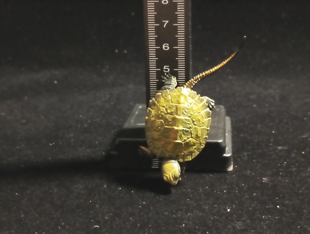 Kaiyodo Animatales Choco Q Series 11 Japanese pond turtle