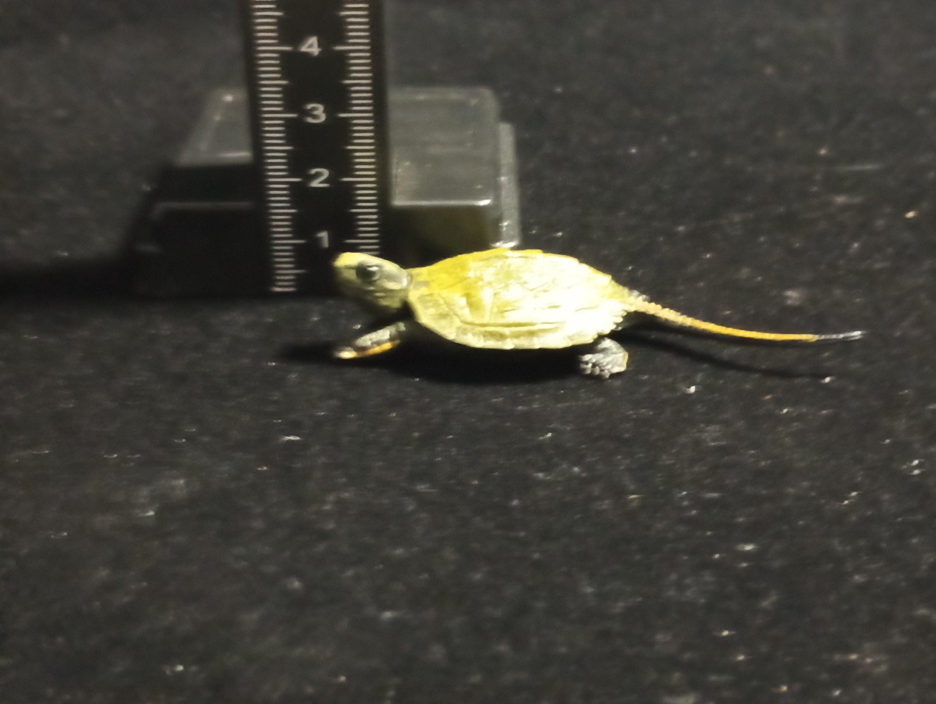 Kaiyodo Animatales Choco Q Series 11 Japanese pond turtle