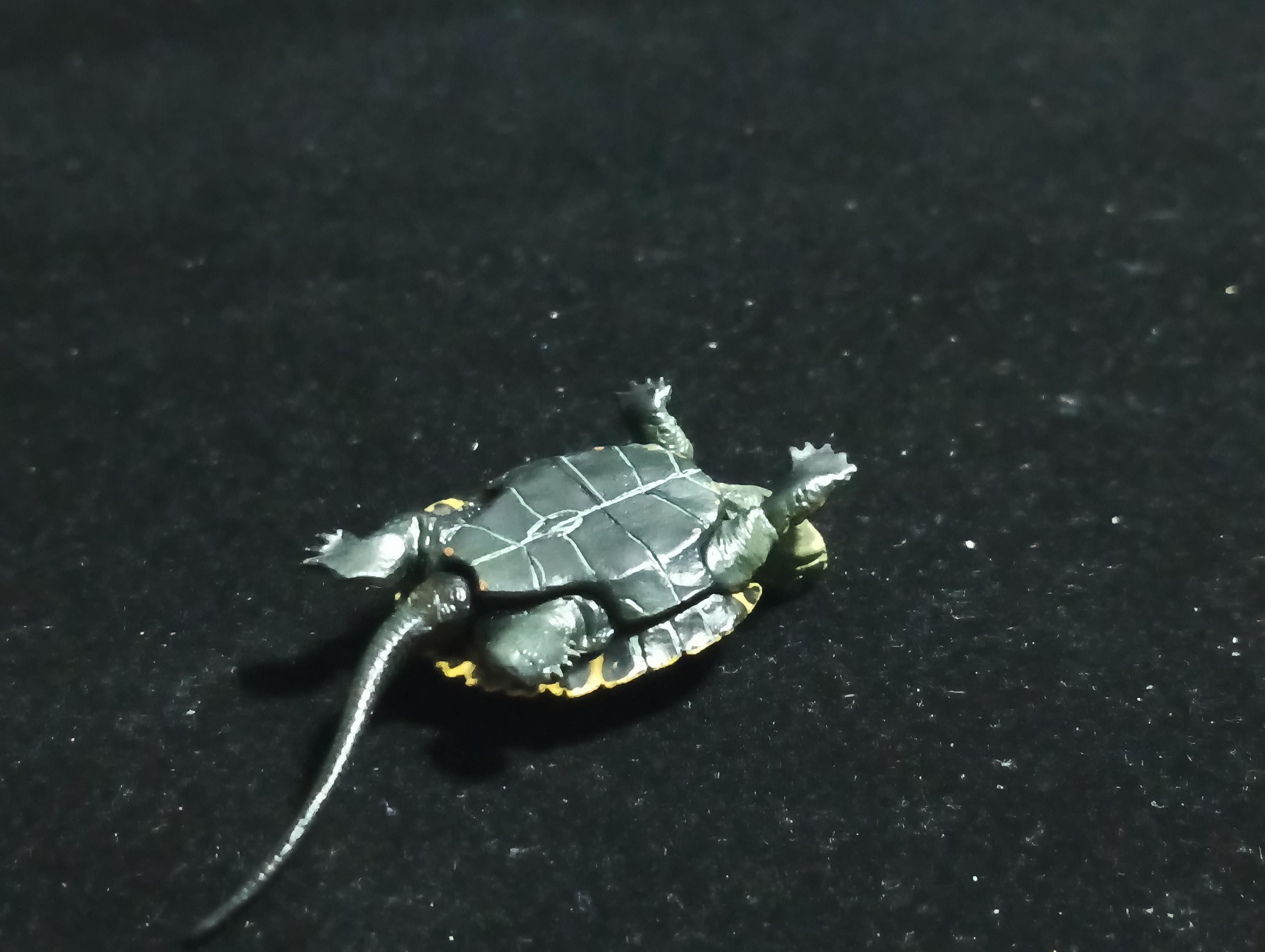 Kaiyodo Animatales Choco Q Series 11 Japanese pond turtle