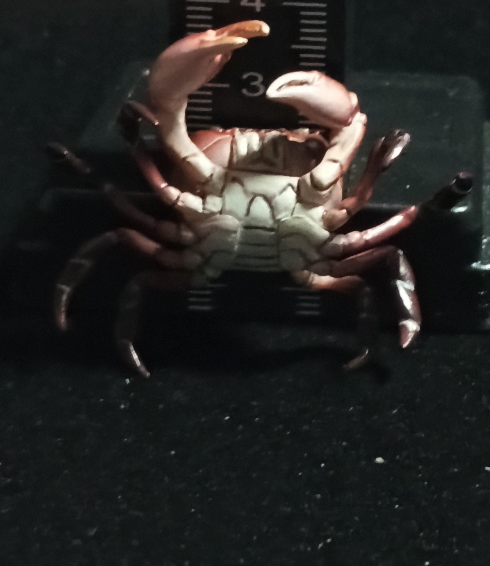 Kaiyodo Animatales Choco Q Special Edition Red Crab