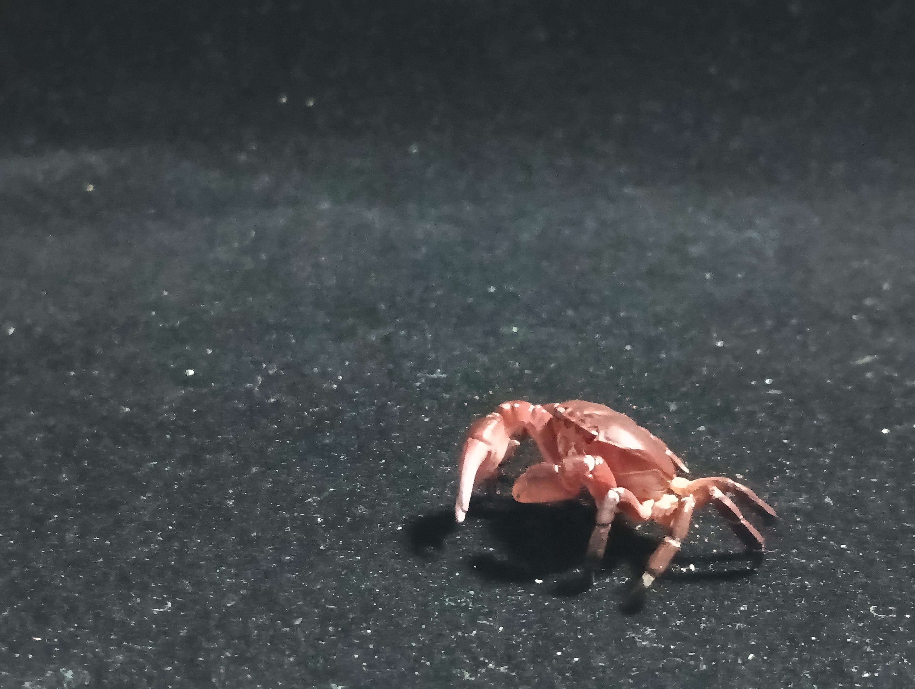 Kaiyodo Animatales Choco Q Special Edition Red Crab