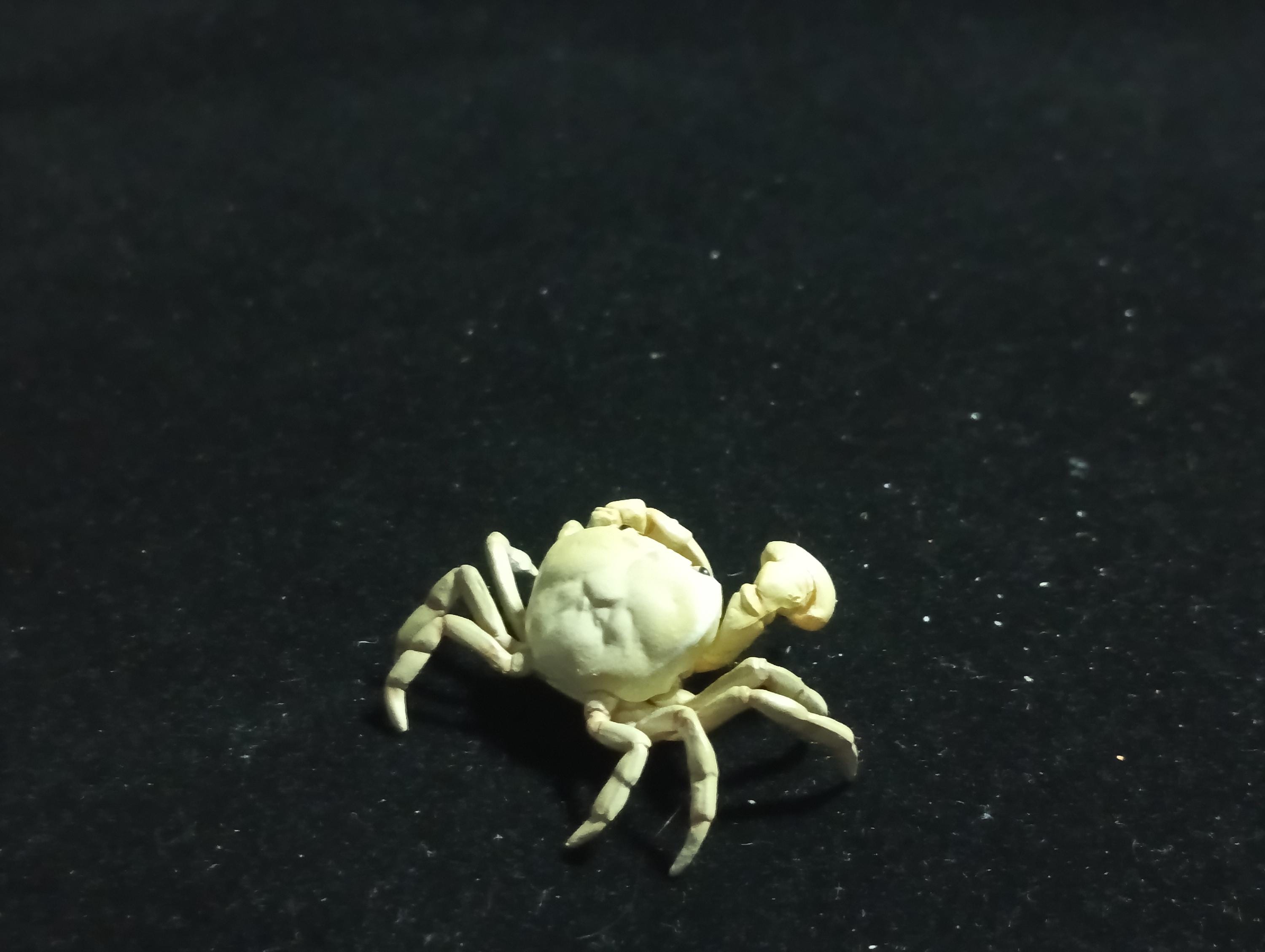 Kaiyodo Animatales Choco Q Series 11 SP Freshwater crab (White)