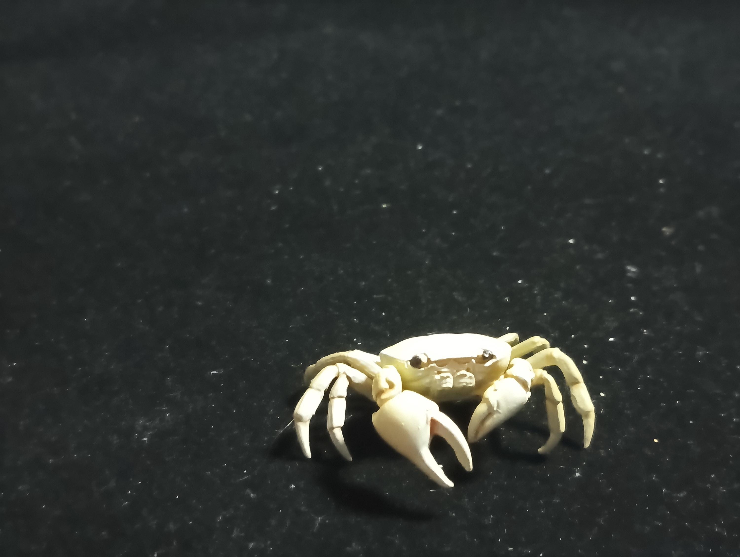 Kaiyodo Animatales Choco Q Series 11 SP Freshwater crab (White)