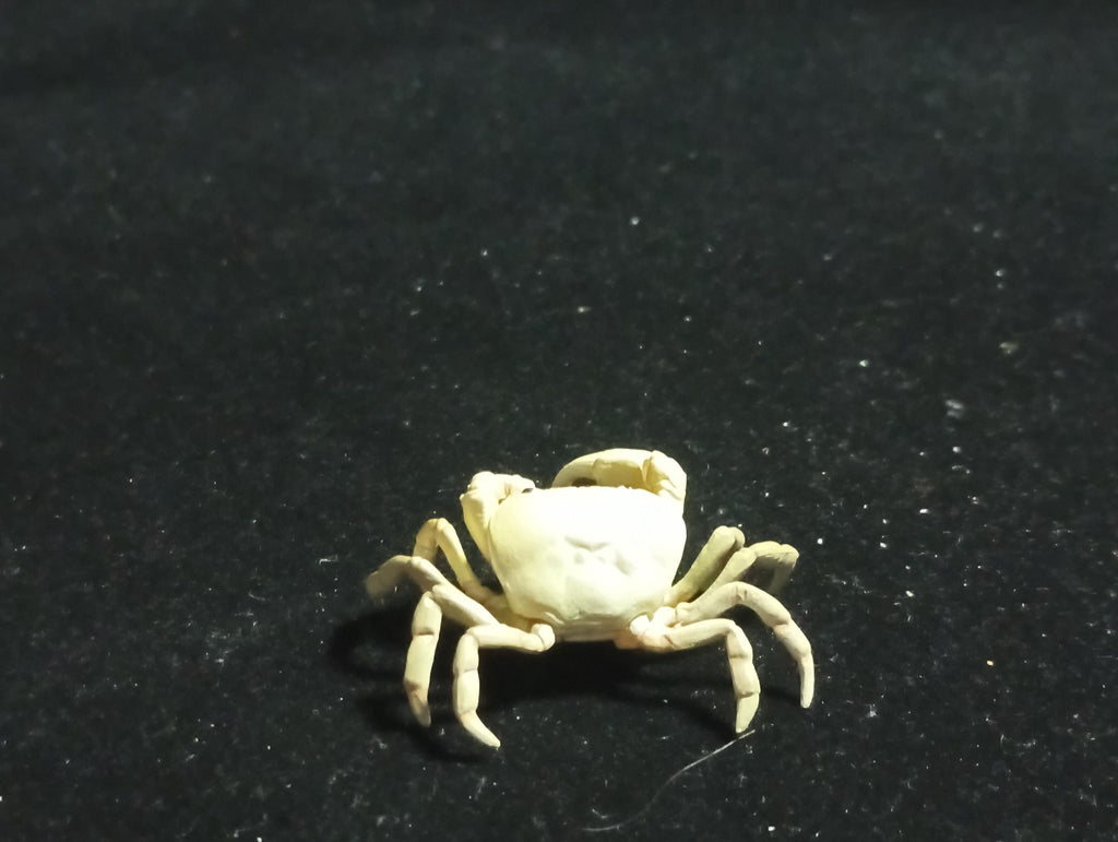 Kaiyodo Animatales Choco Q Series 11 SP Freshwater crab (White)
