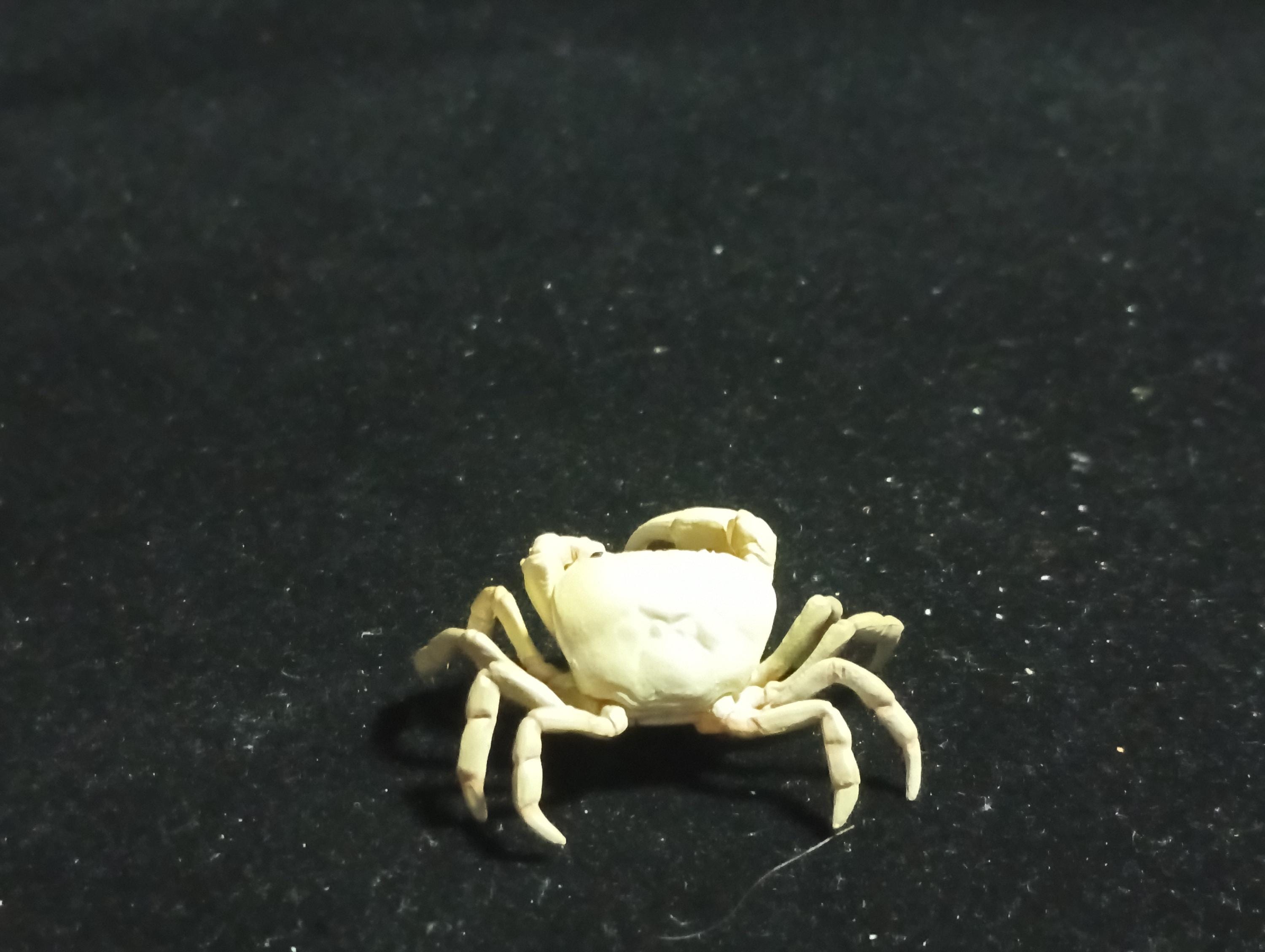 Kaiyodo Animatales Choco Q Series 11 SP Freshwater crab (White)