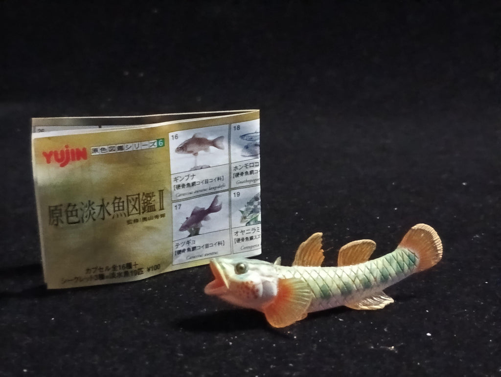 Freshwater Fish Encyclopedia 2: Toyoshinobori, River Fish, Yujin SP
