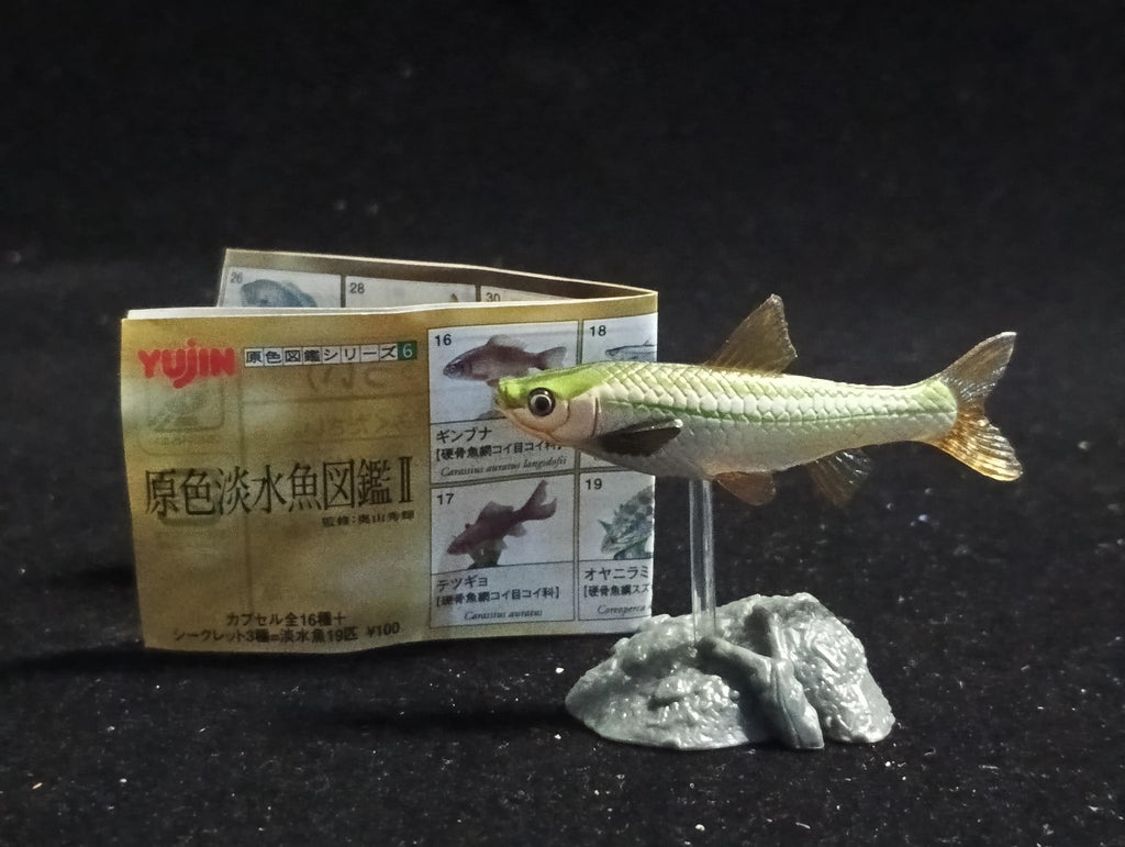 Freshwater Fish Encyclopedia 2: Gnathopogon caerulescens, River Fish, Yujin
