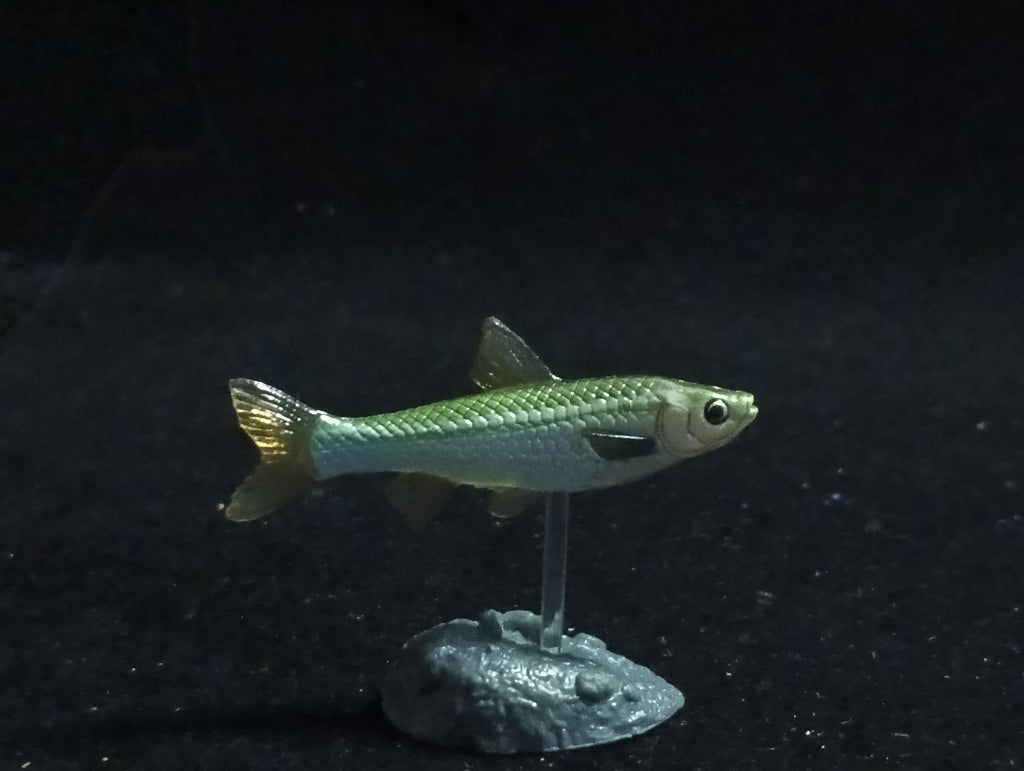 Freshwater Fish Encyclopedia 2: Gnathopogon caerulescens, River Fish, Yujin