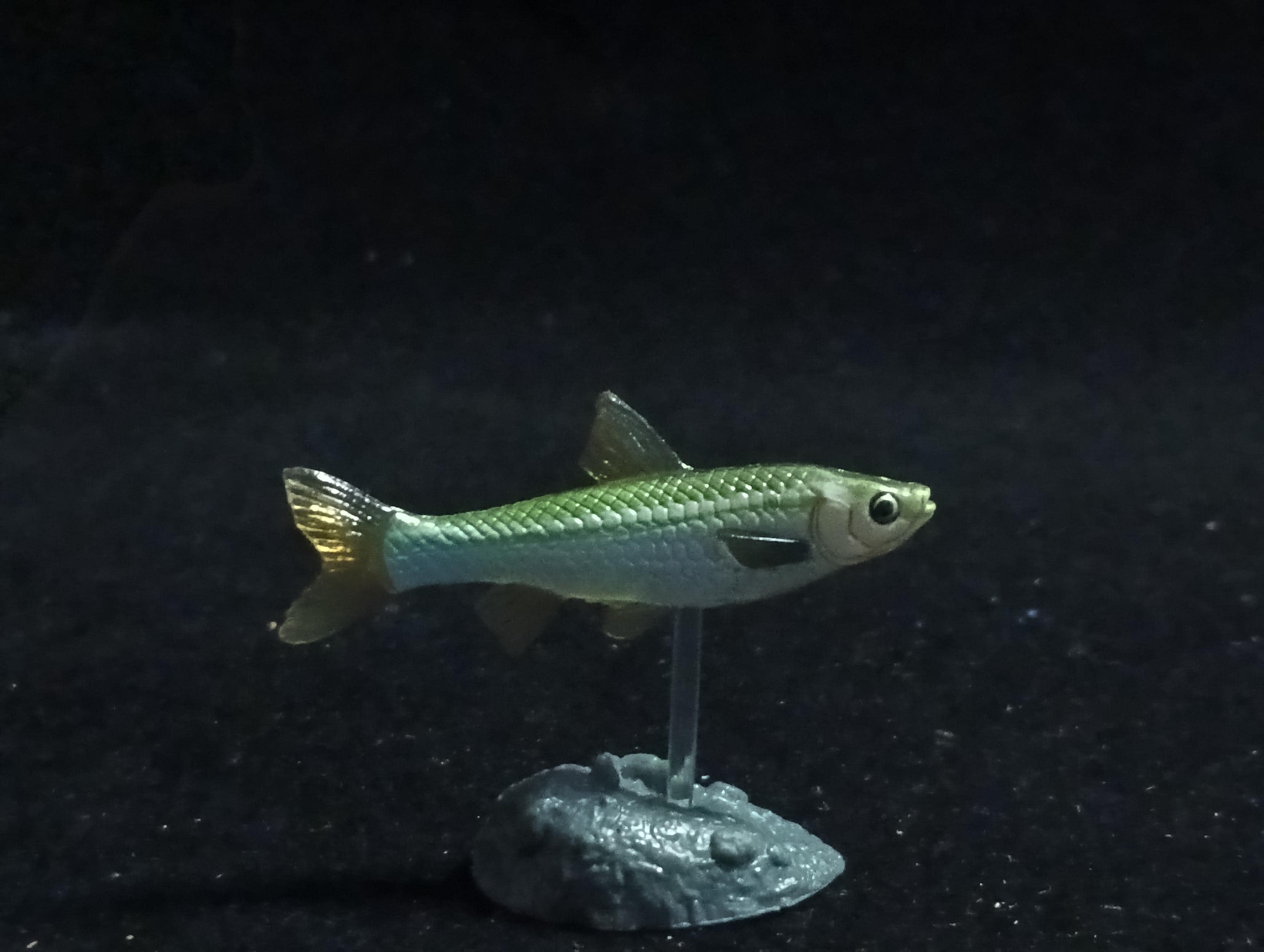 Freshwater Fish Encyclopedia 2: Gnathopogon caerulescens, River Fish, Yujin