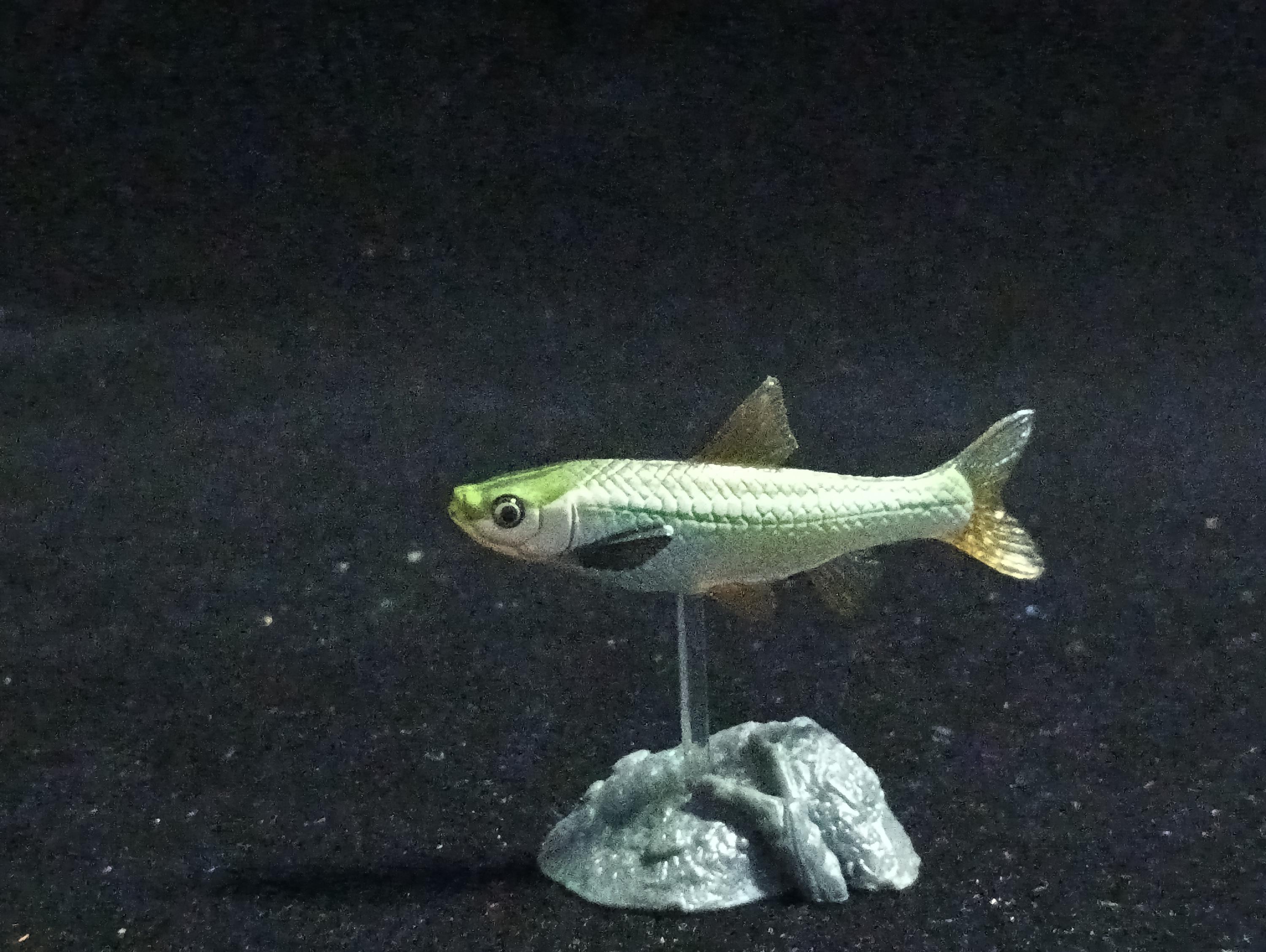 Freshwater Fish Encyclopedia 2: Gnathopogon caerulescens, River Fish, Yujin
