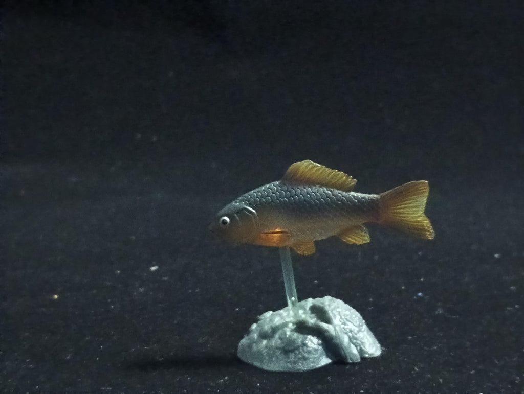 Freshwater Fish Encyclopedia 2: Carassius auratus langsdofi, River Fish, Yujin