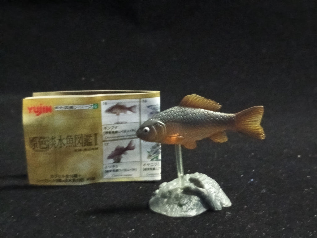 Freshwater Fish Encyclopedia 2: Carassius auratus langsdofi, River Fish, Yujin