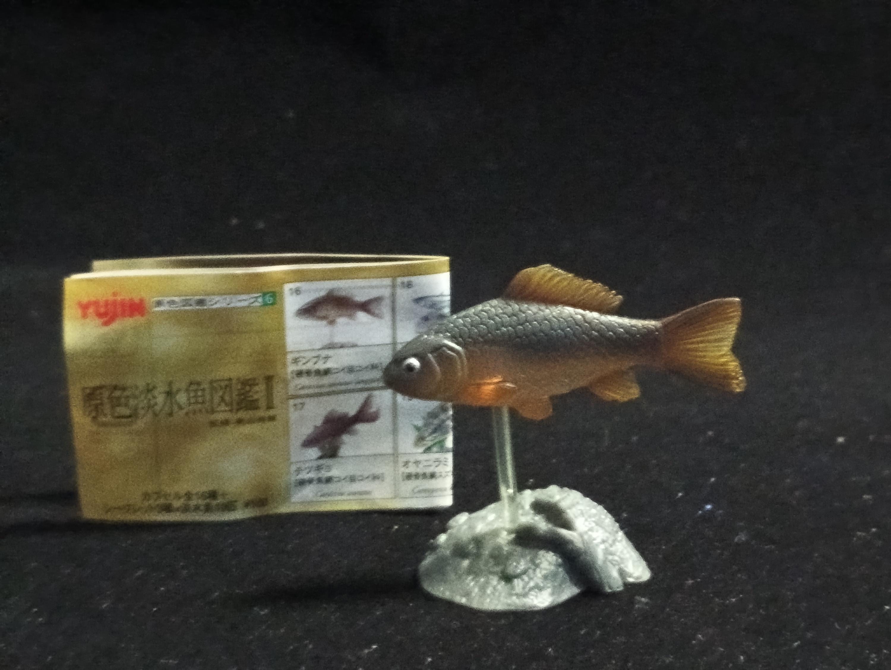 Freshwater Fish Encyclopedia 2: Carassius auratus langsdofi, River Fish, Yujin