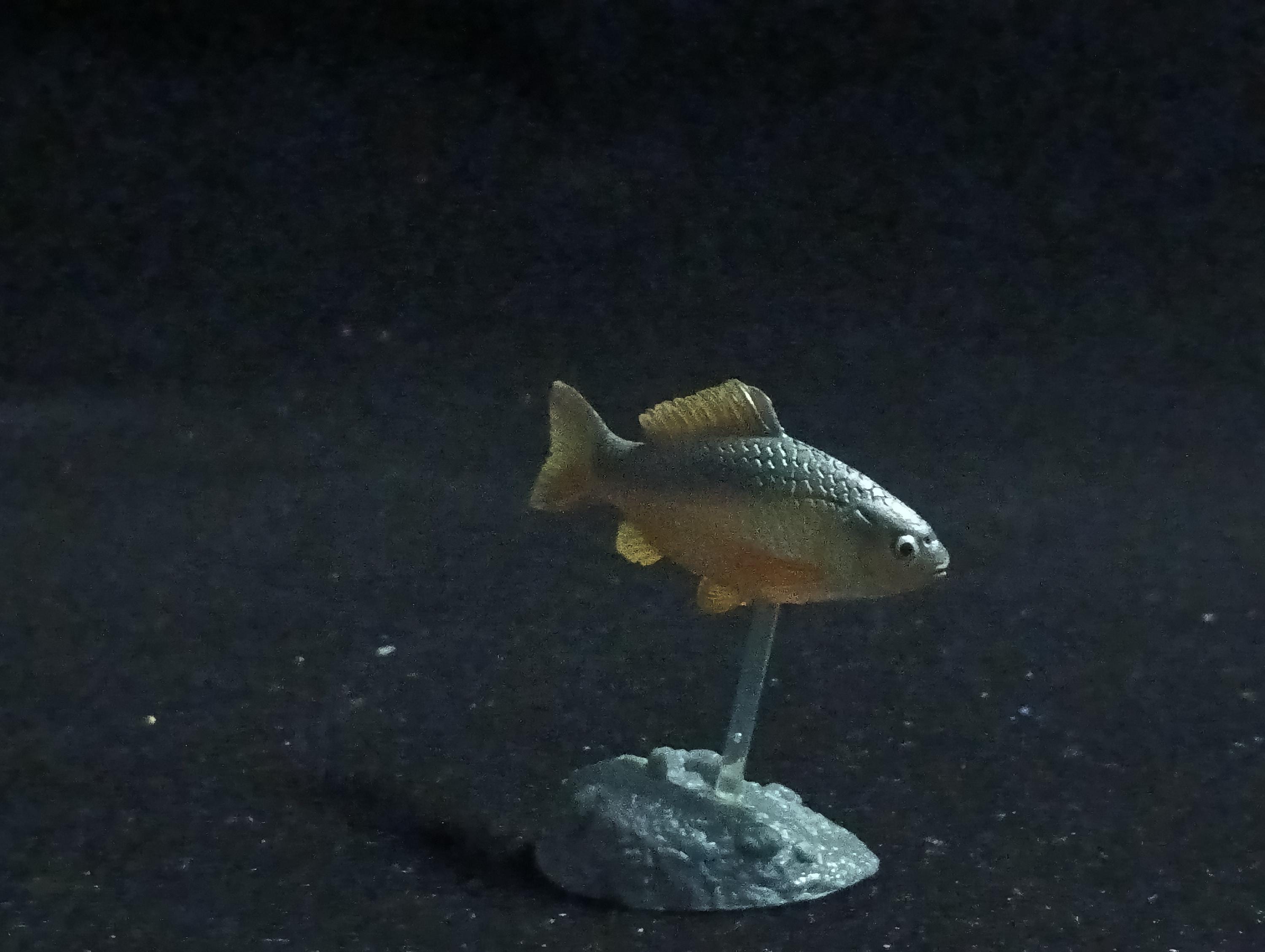 Freshwater Fish Encyclopedia 2: Carassius auratus langsdofi, River Fish, Yujin