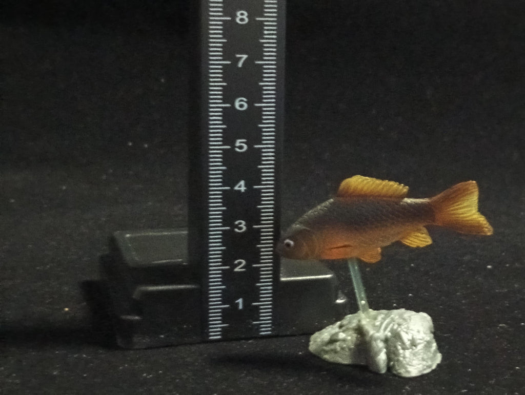 Freshwater Fish Encyclopedia 2: Carassius auratus langsdofi, River Fish, Yujin