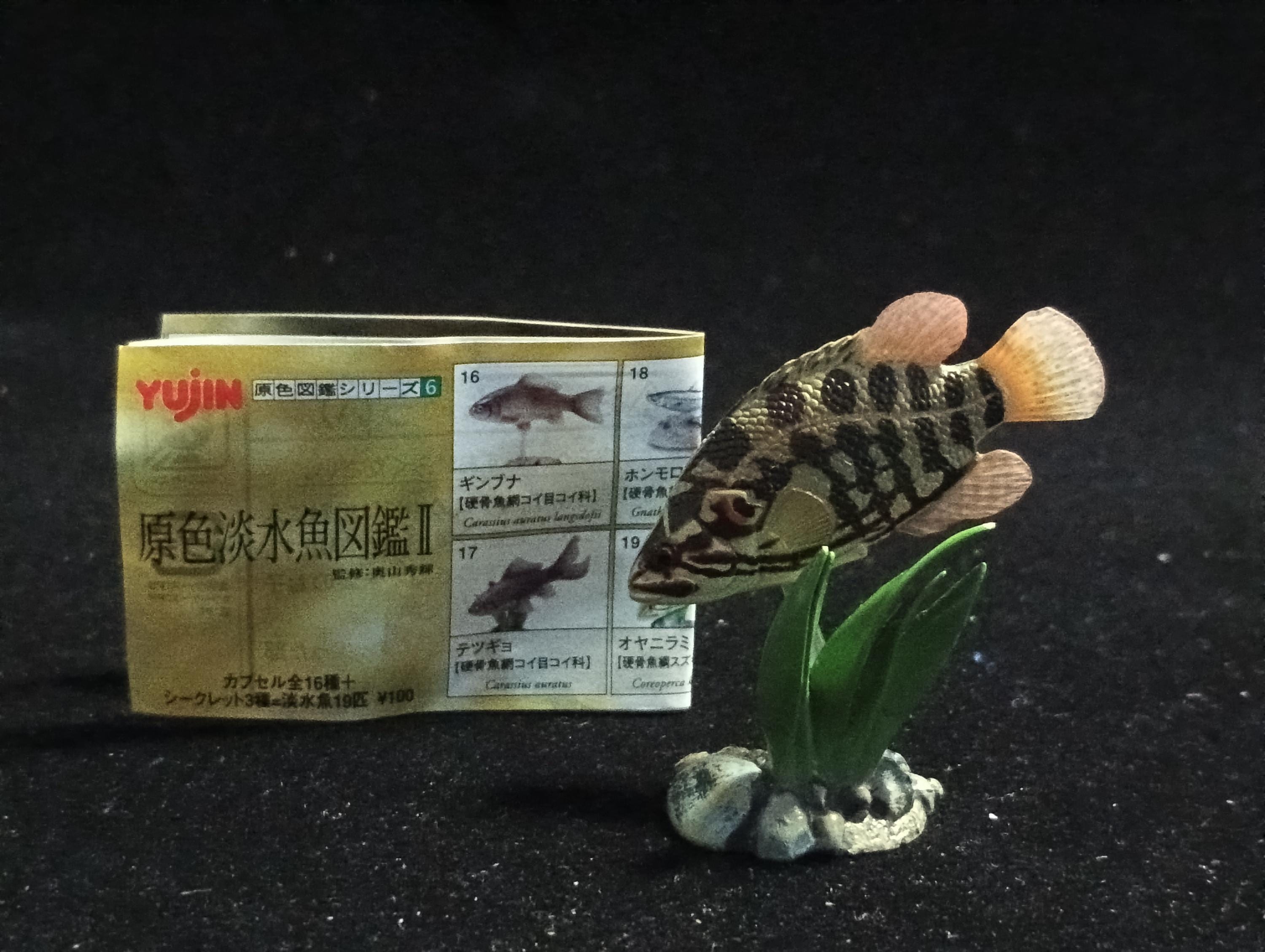 Freshwater Fish Encyclopedia 2: Careoperca kawamebari, River Fish, Yujin