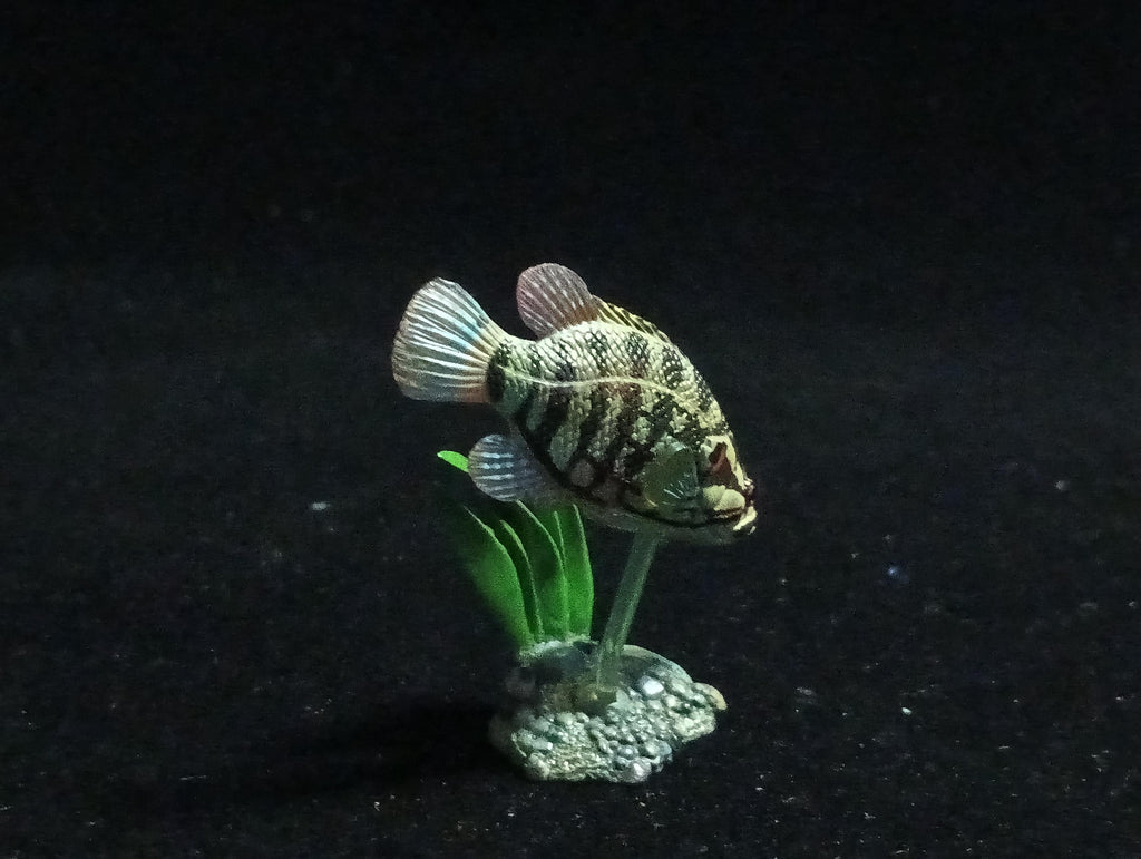 Freshwater Fish Encyclopedia 2: Careoperca kawamebari, River Fish, Yujin
